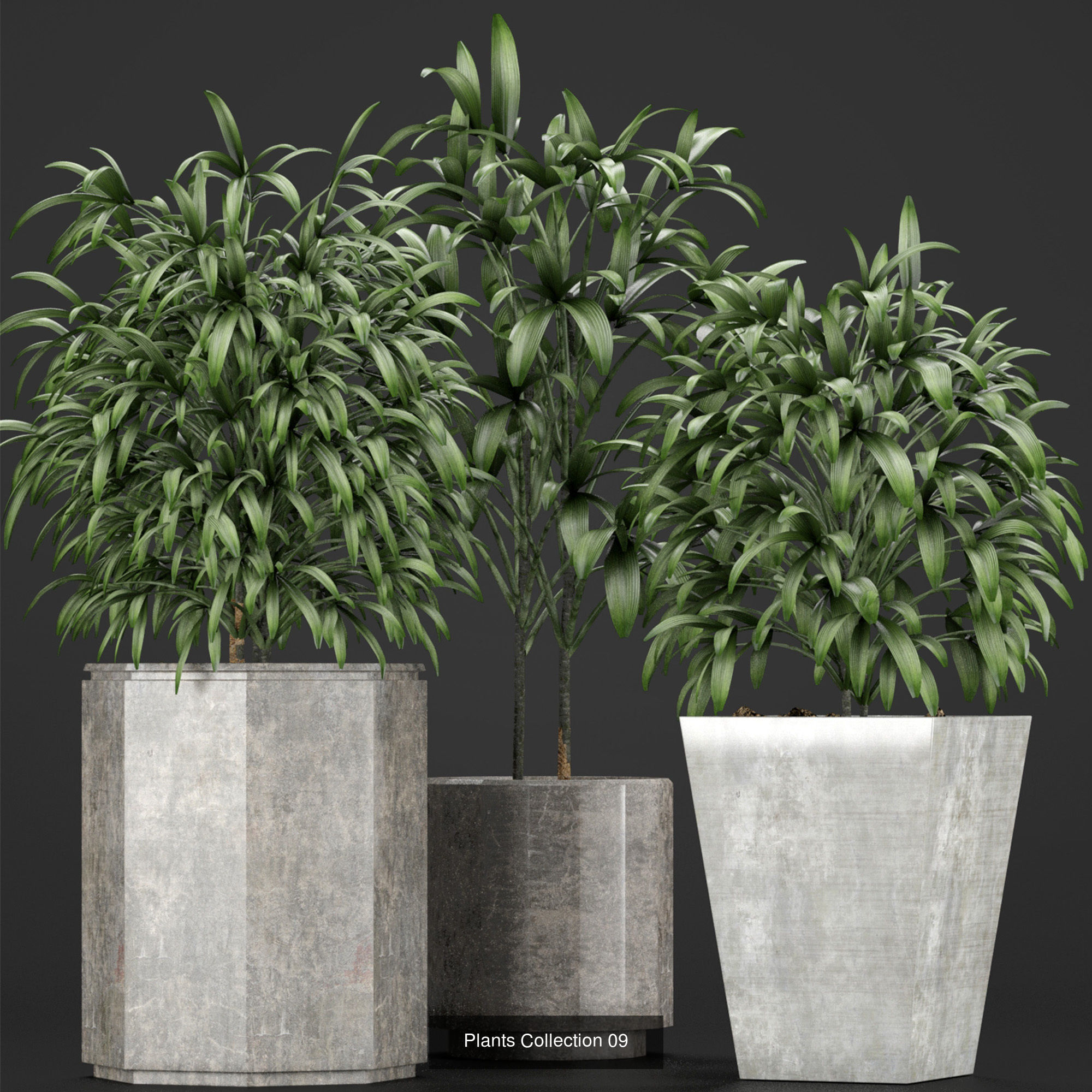 Big Plants Collection 06 _25