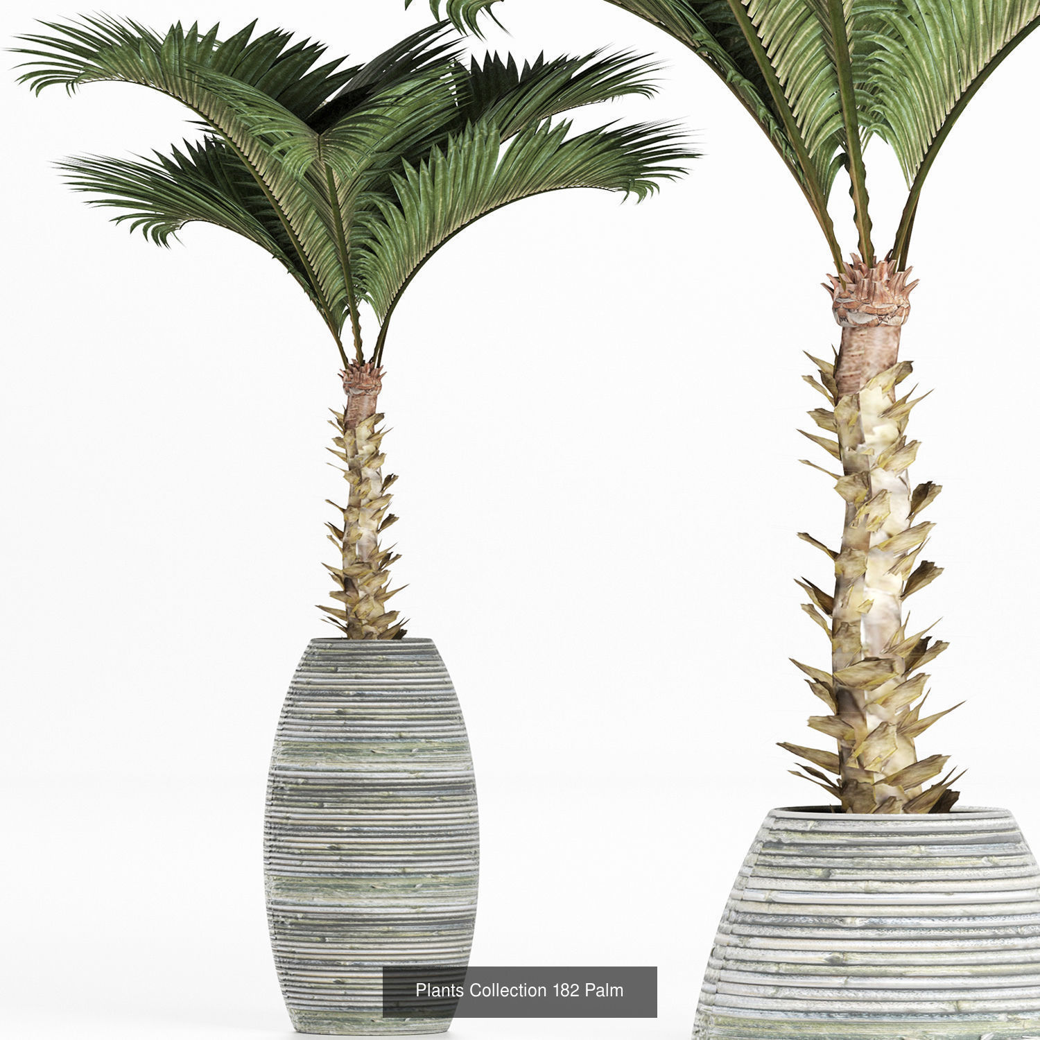 Big Plants Collection 06 _68