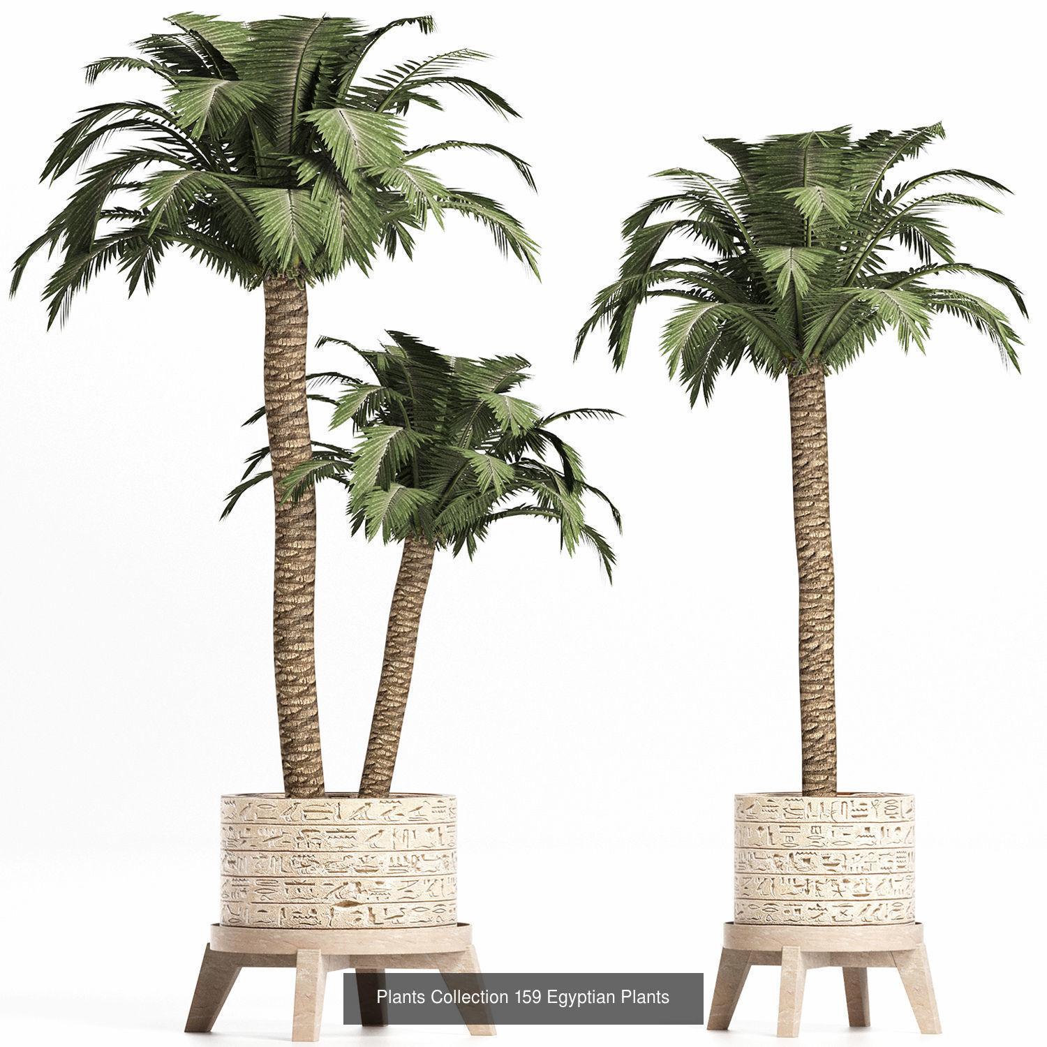 Big Plants Collection 06 _50