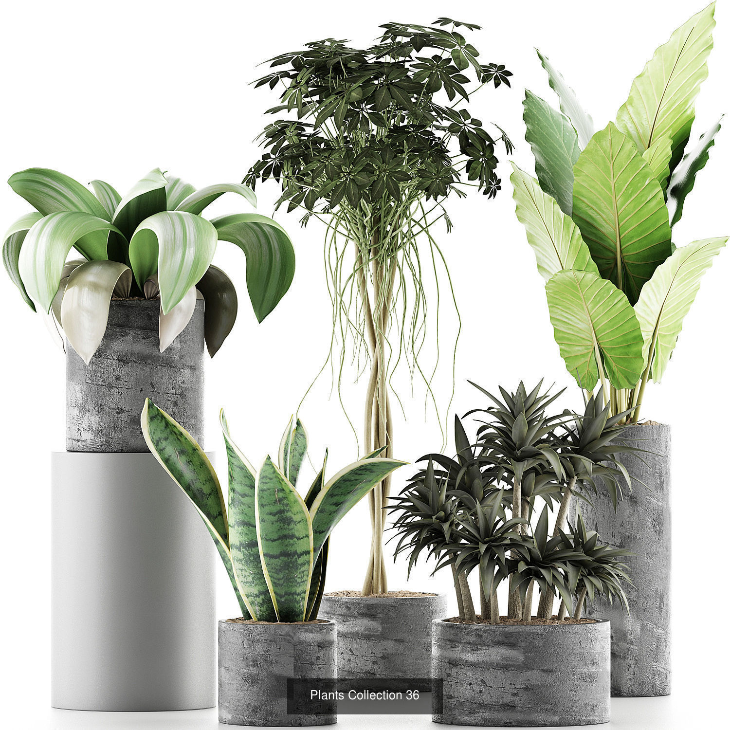 Big Plants Collection 06 _32