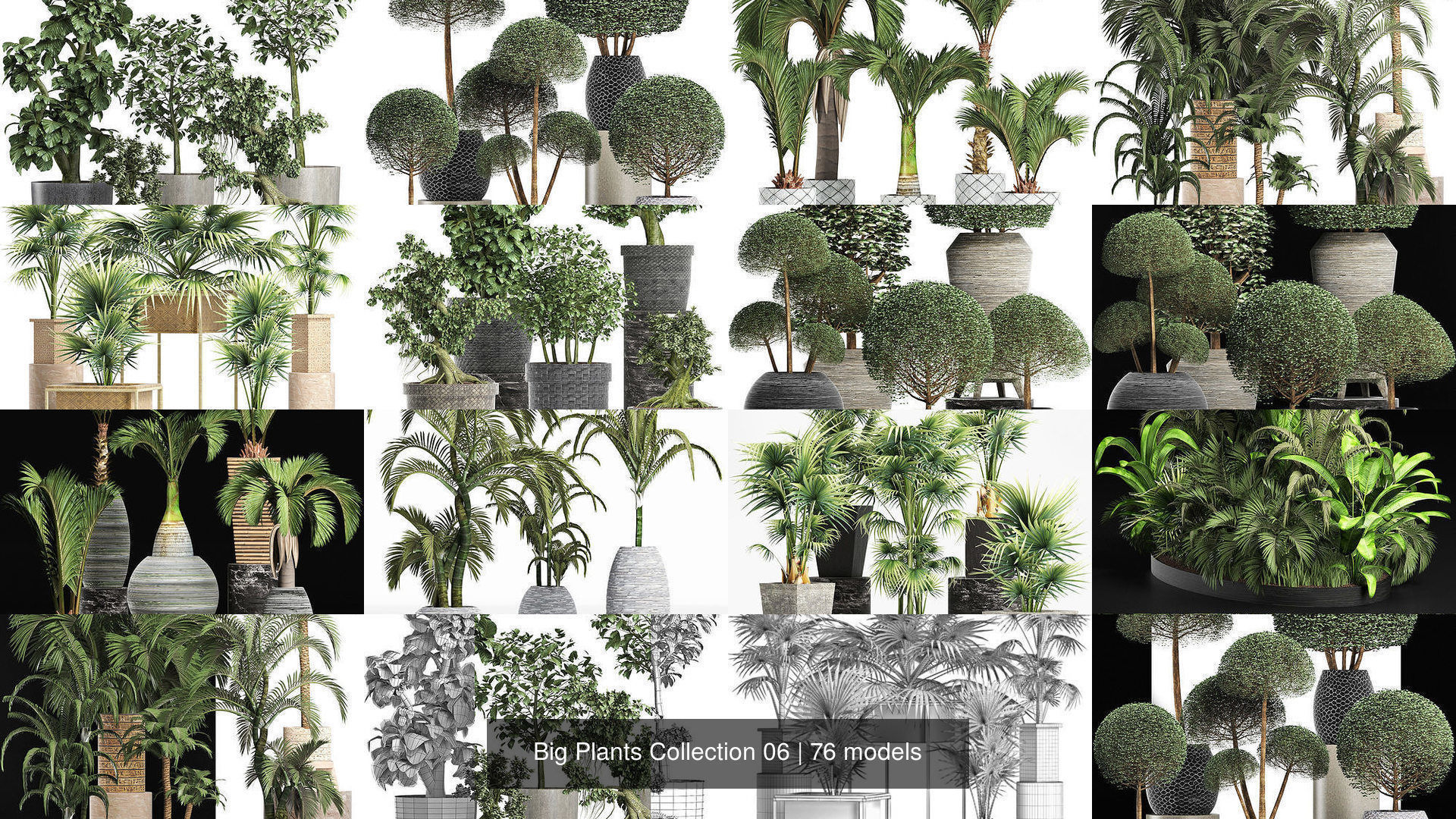 Big Plants Collection 06 _17