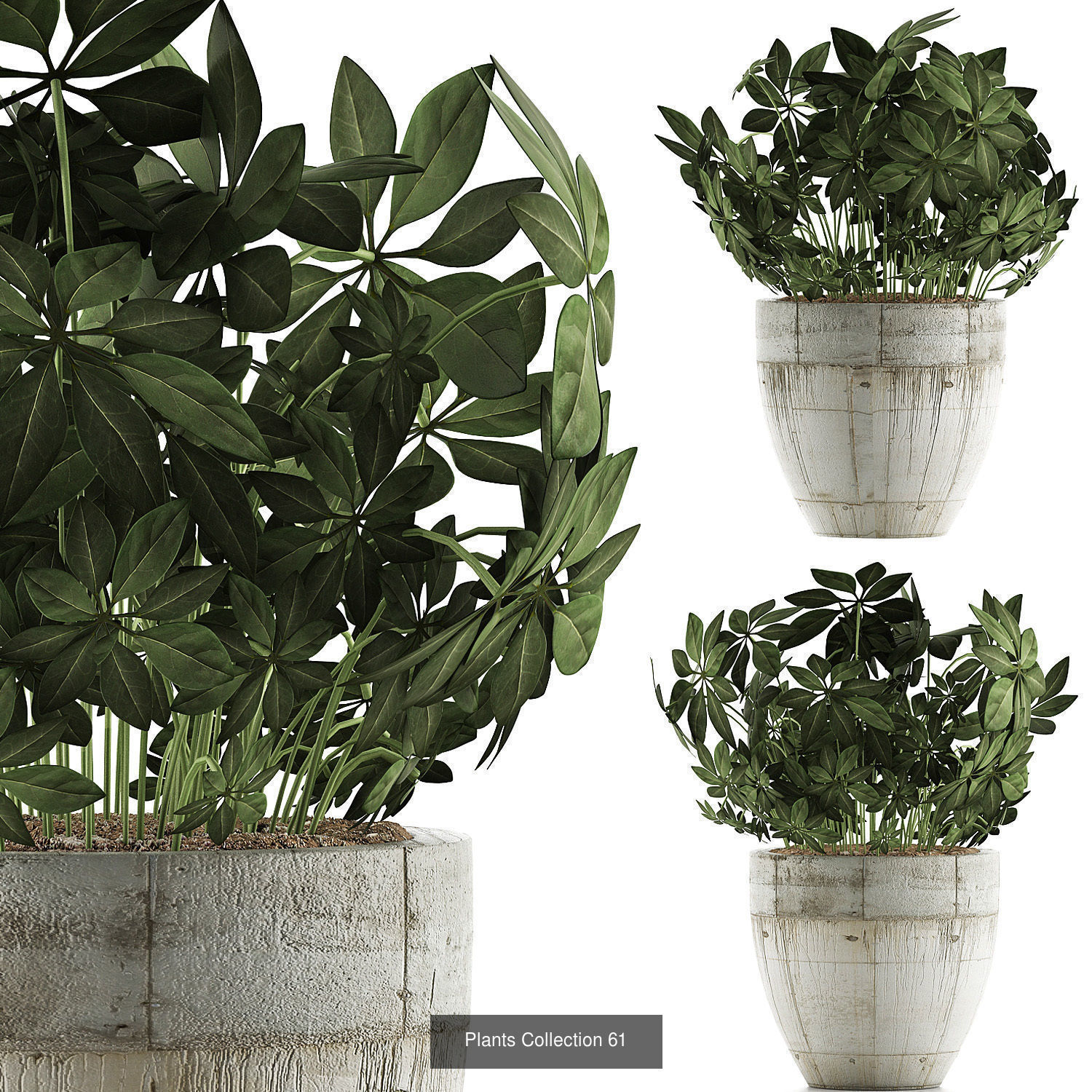 Big Plants Collection 06 _41