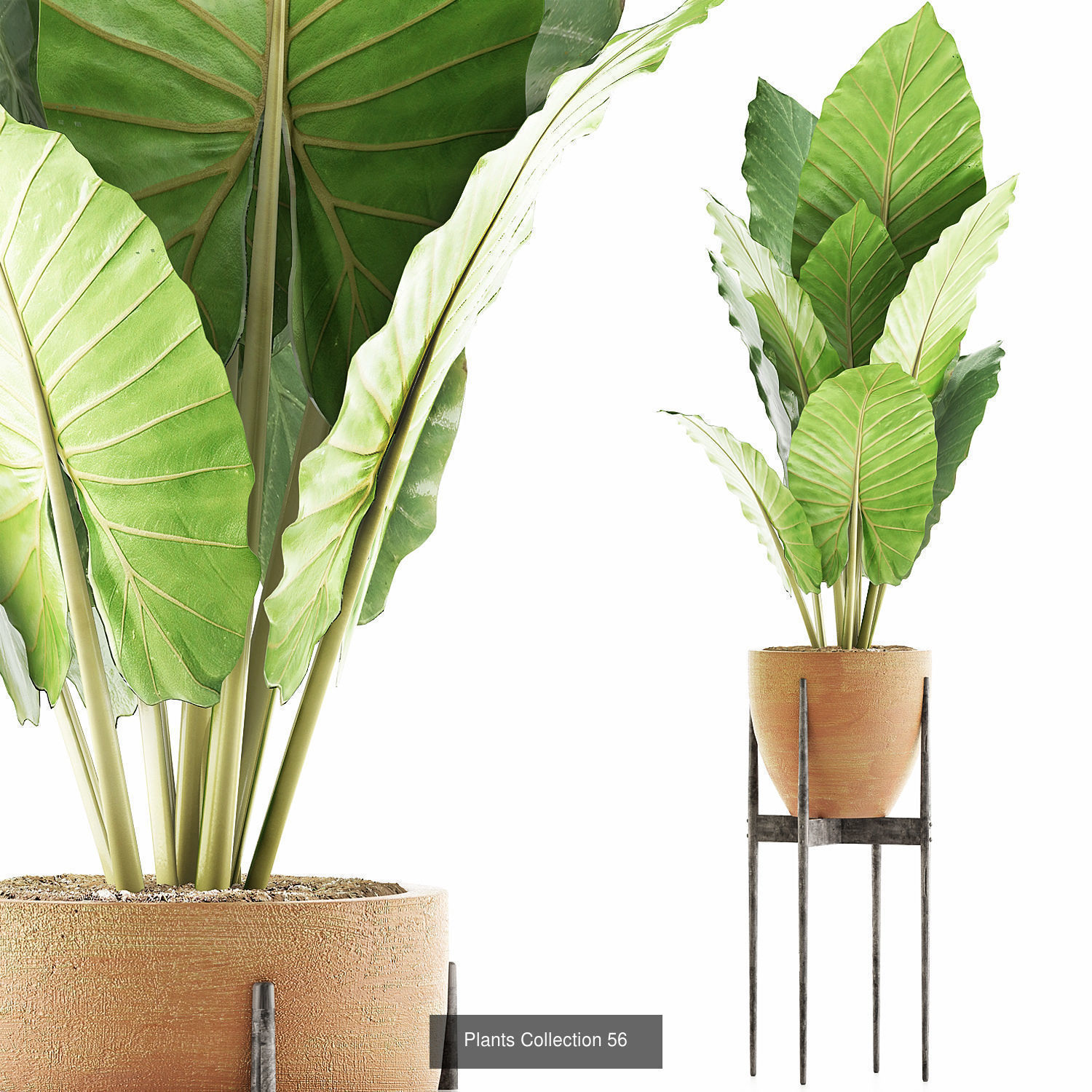 Big Plants Collection 06 _40