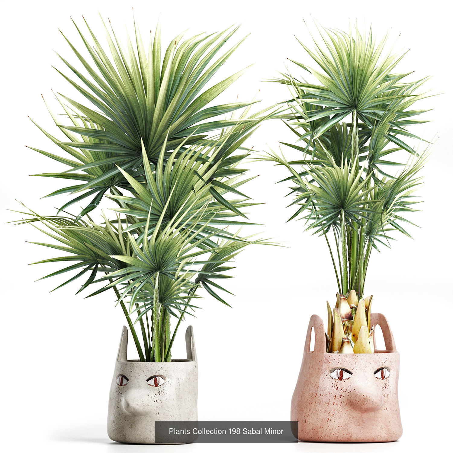 Big Plants Collection 06 _84