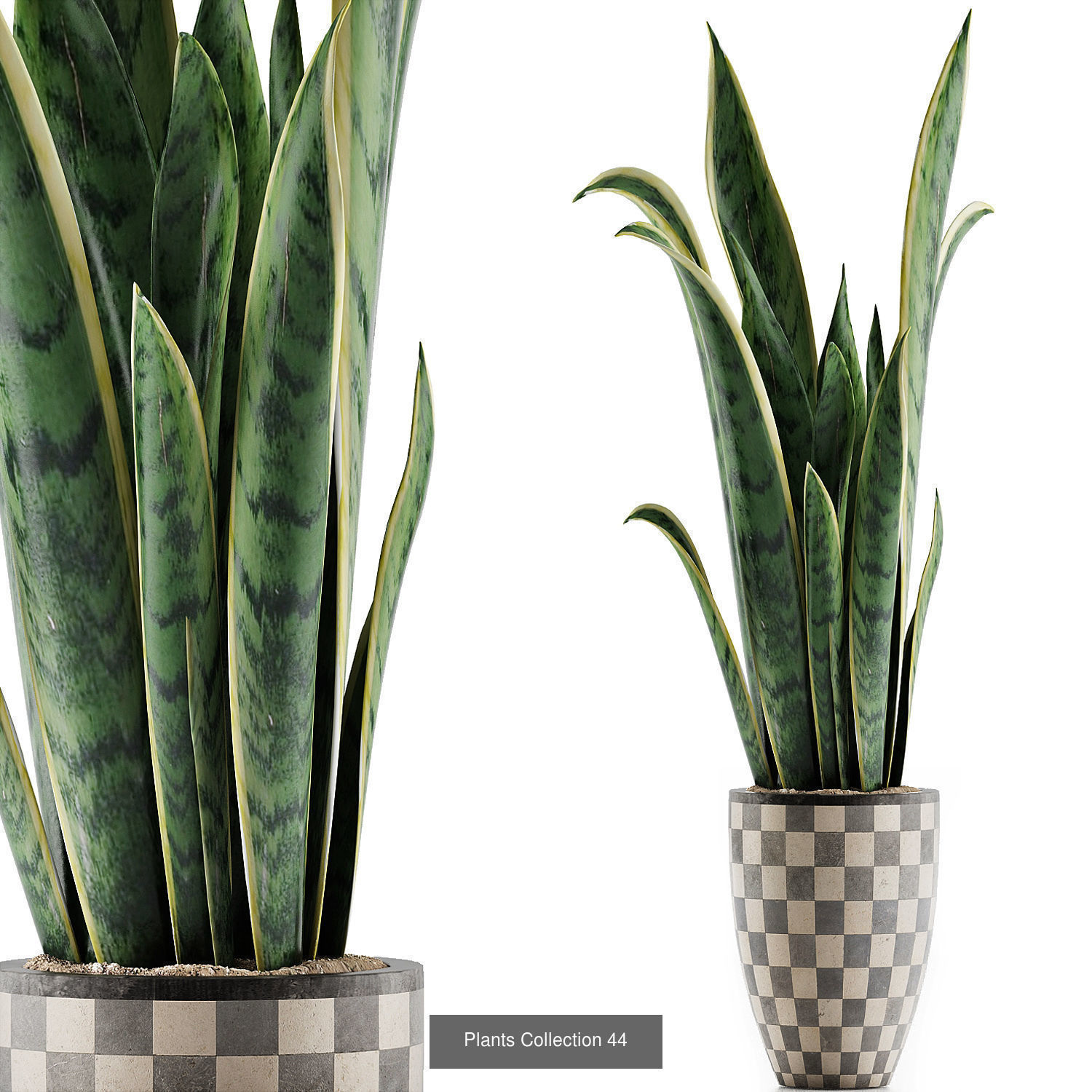 Big Plants Collection 06 _33