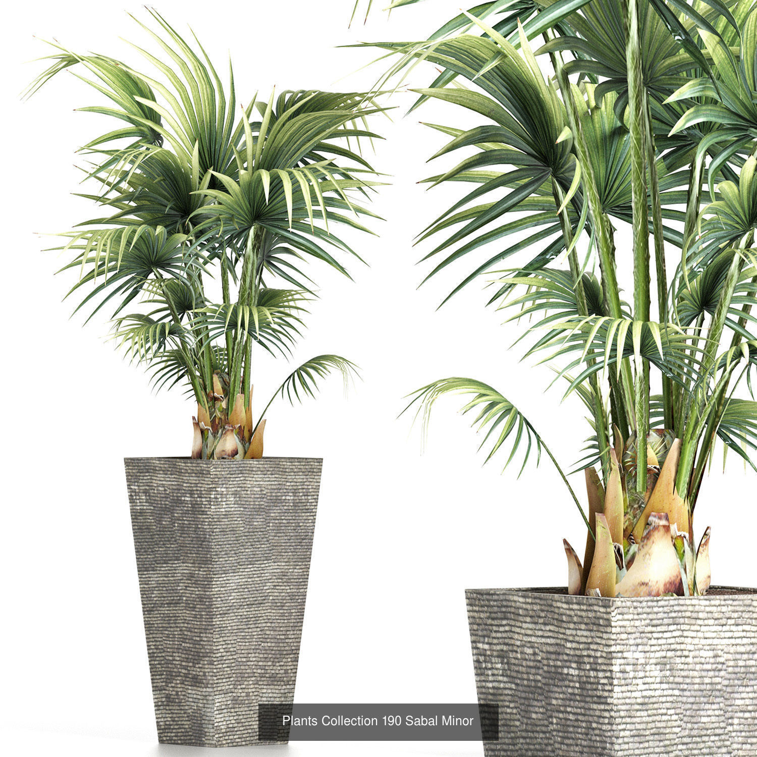 Big Plants Collection 06 _75