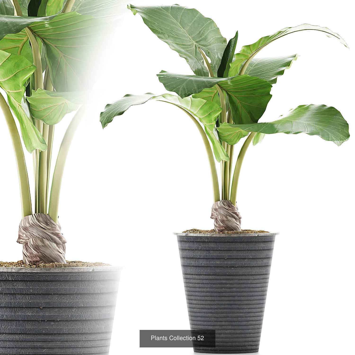 Big Plants Collection 06 _38