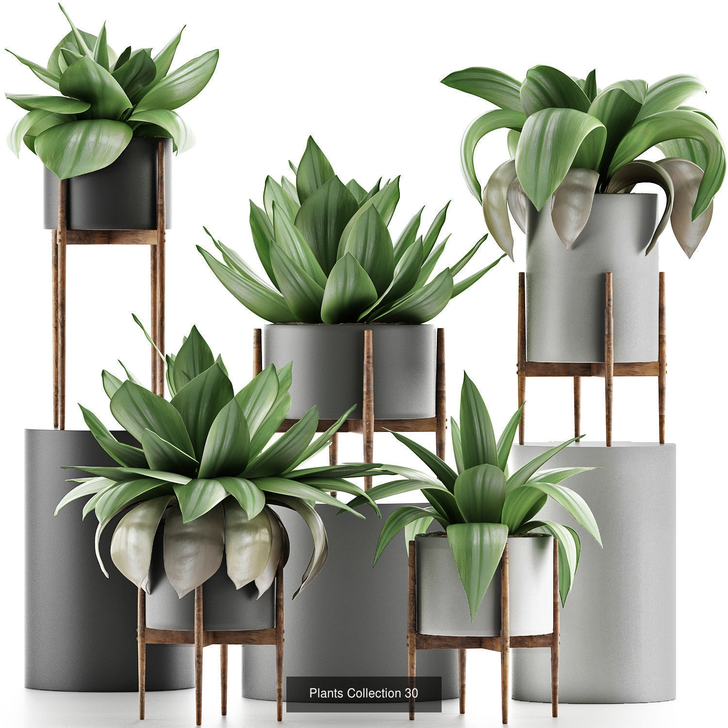 Big Plants Collection 06 _29