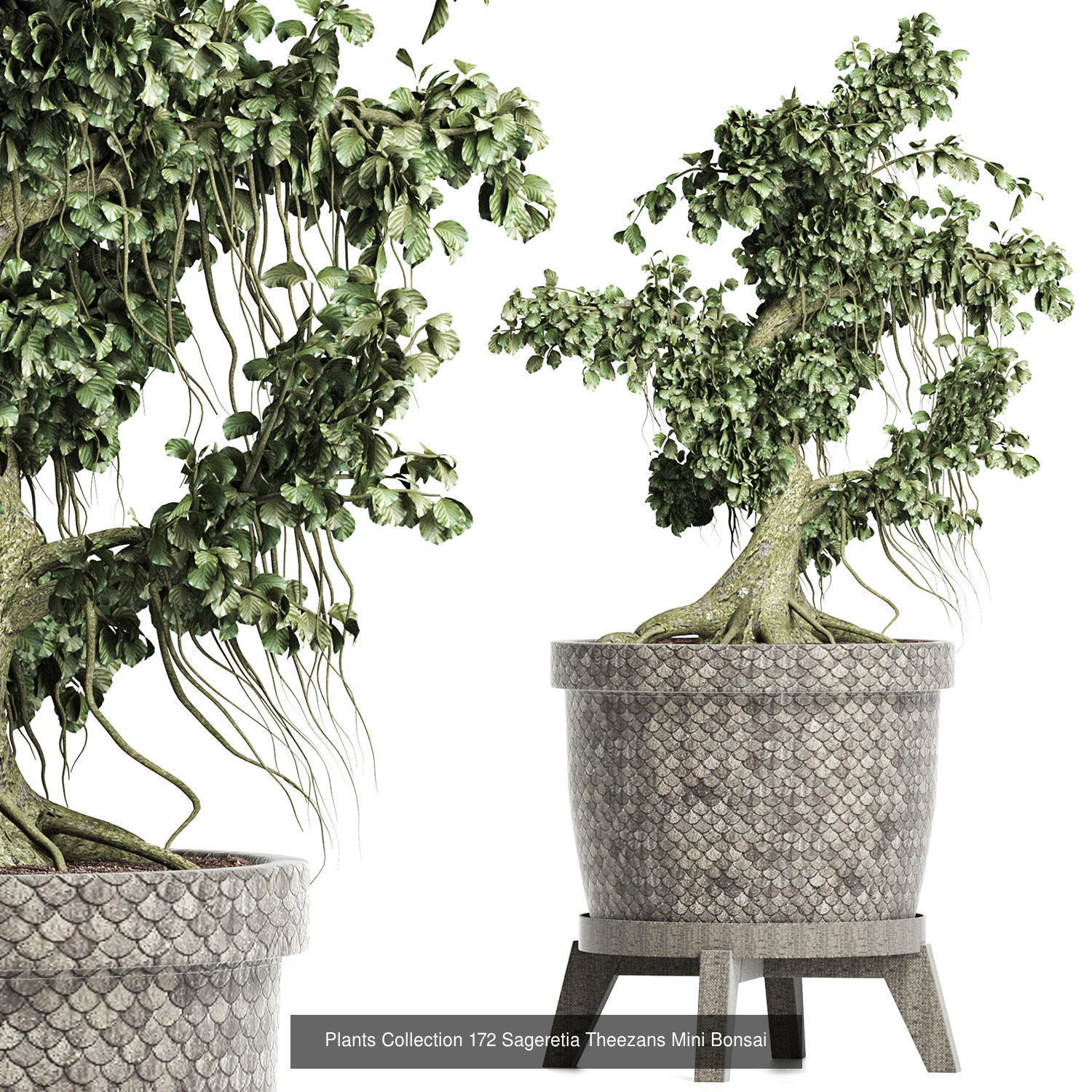 Big Plants Collection 06 _57