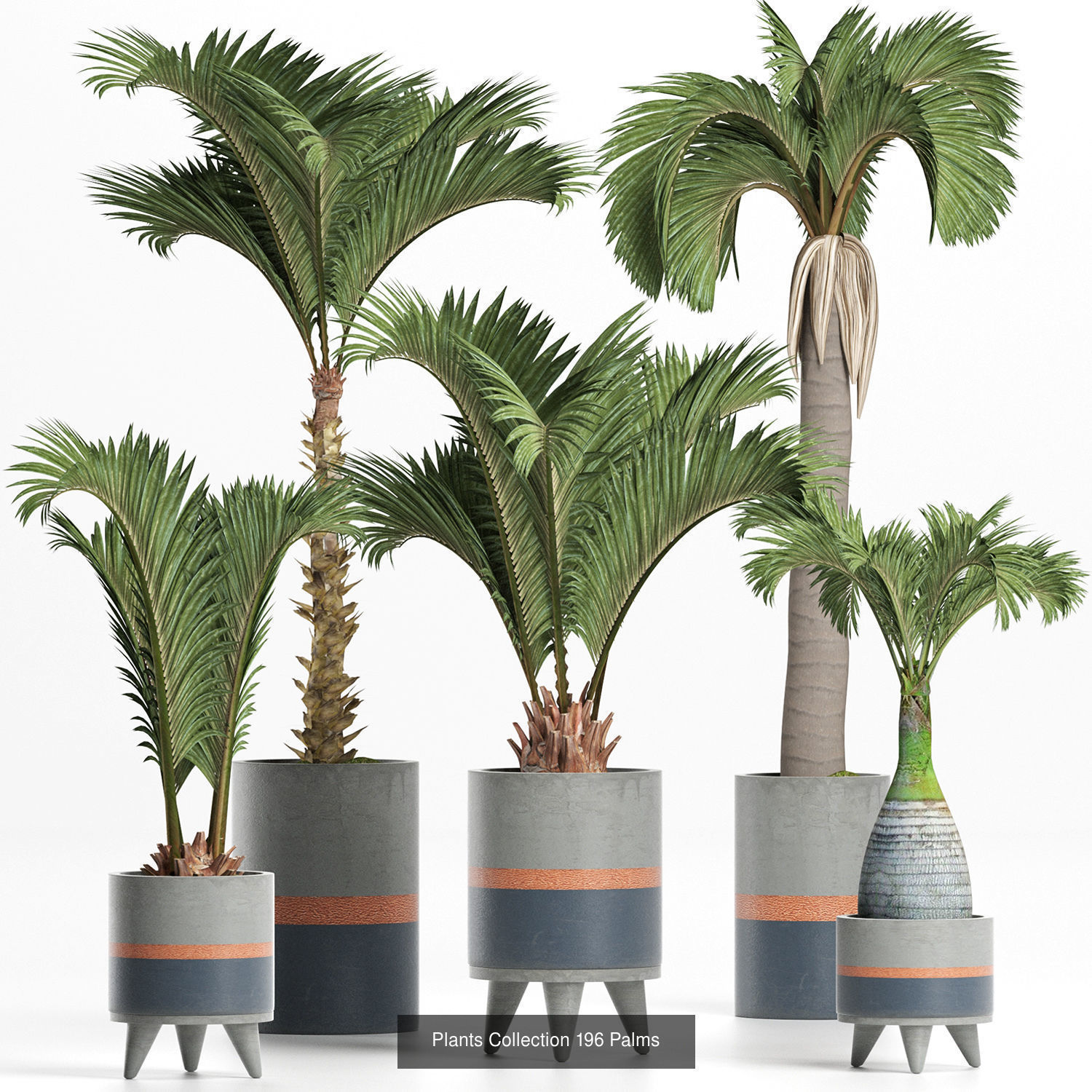 Big Plants Collection 06 _82