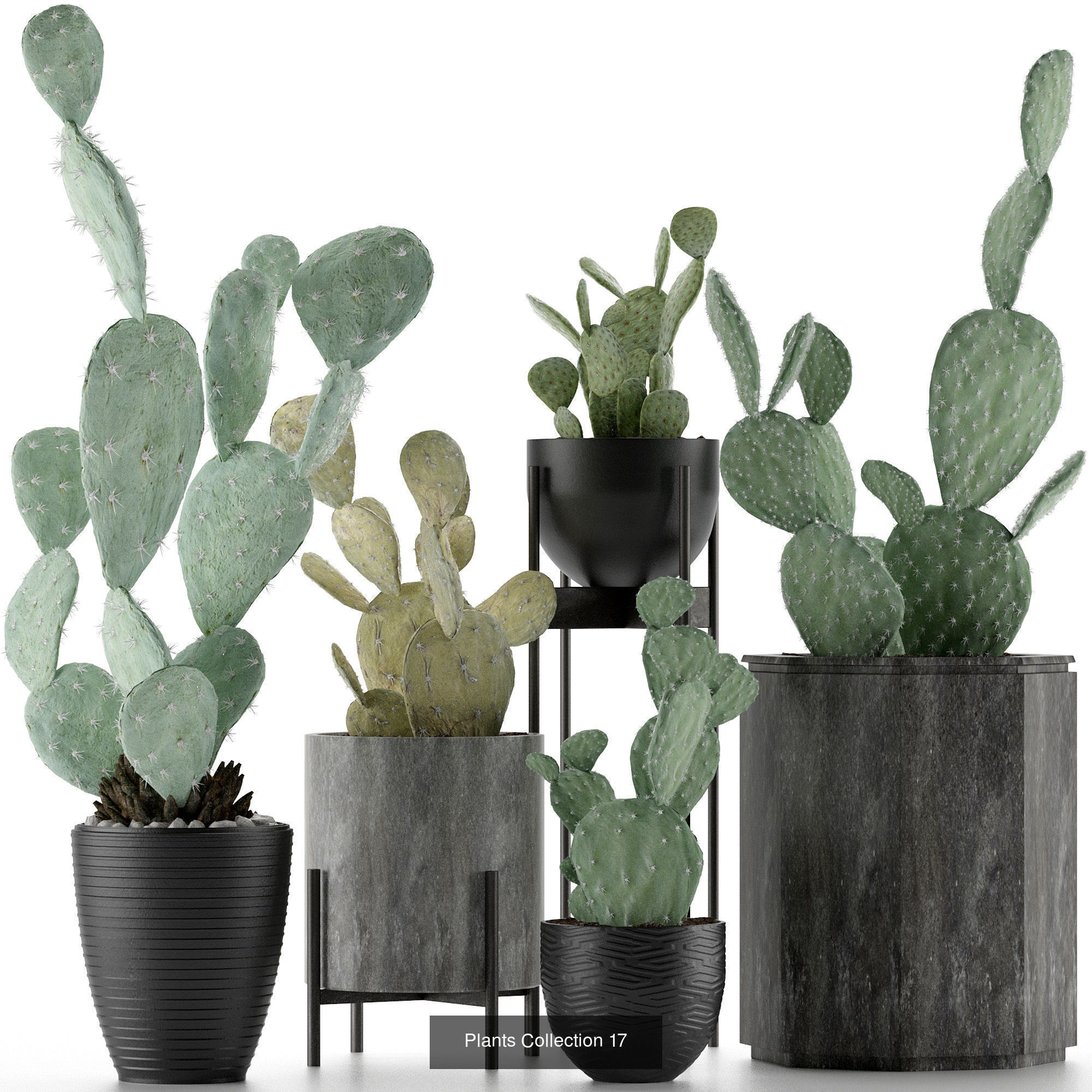 Big Plants Collection 06 _27