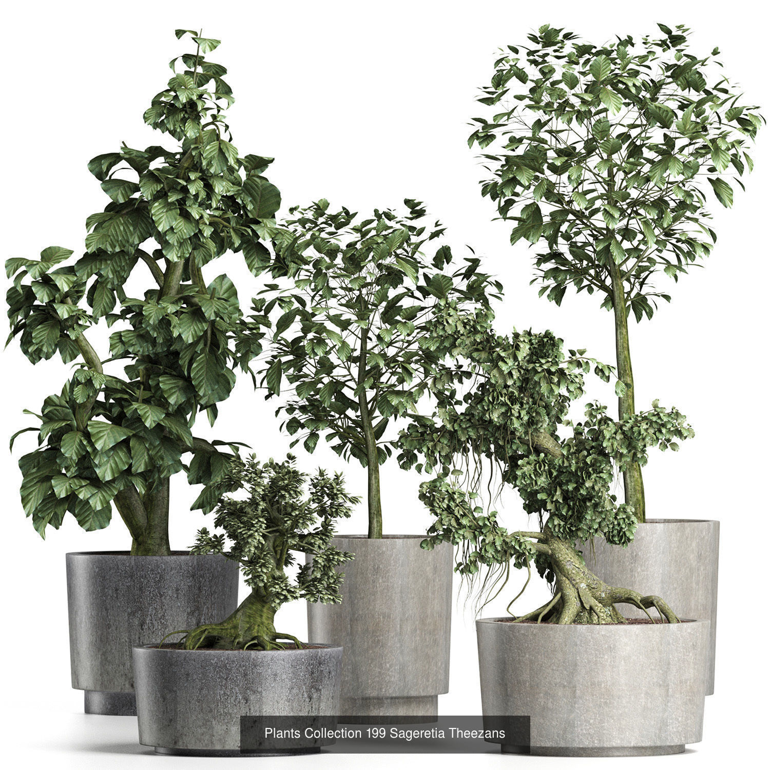 Big Plants Collection 06 _85