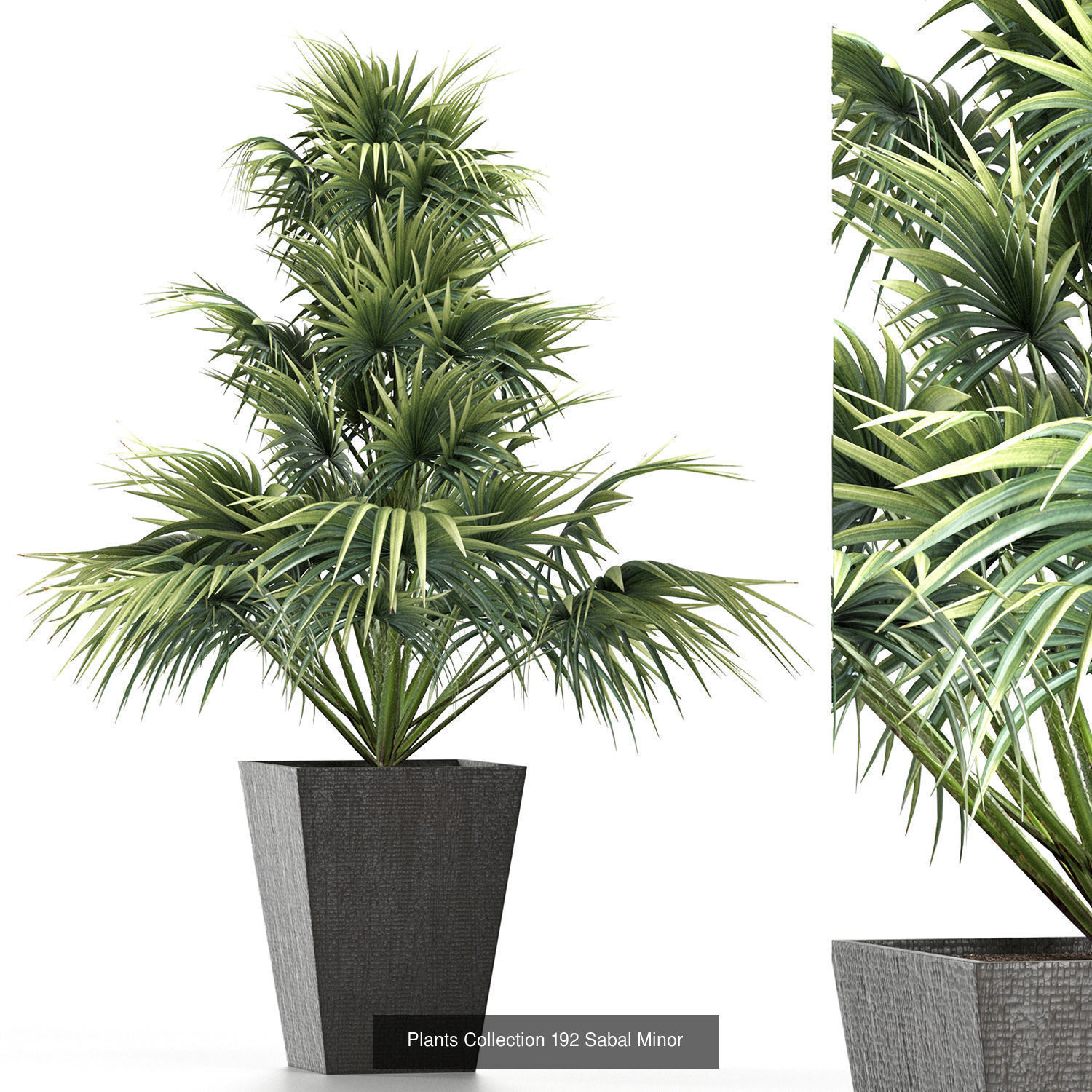 Big Plants Collection 06 _77