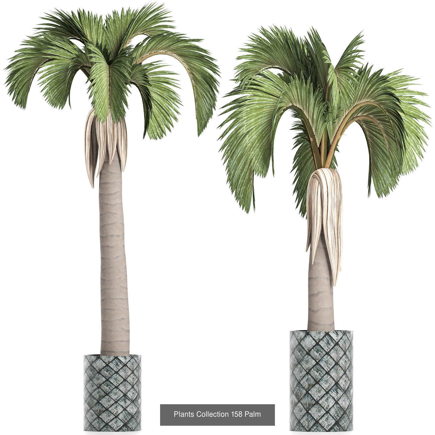 Big Plants Collection 06 _49