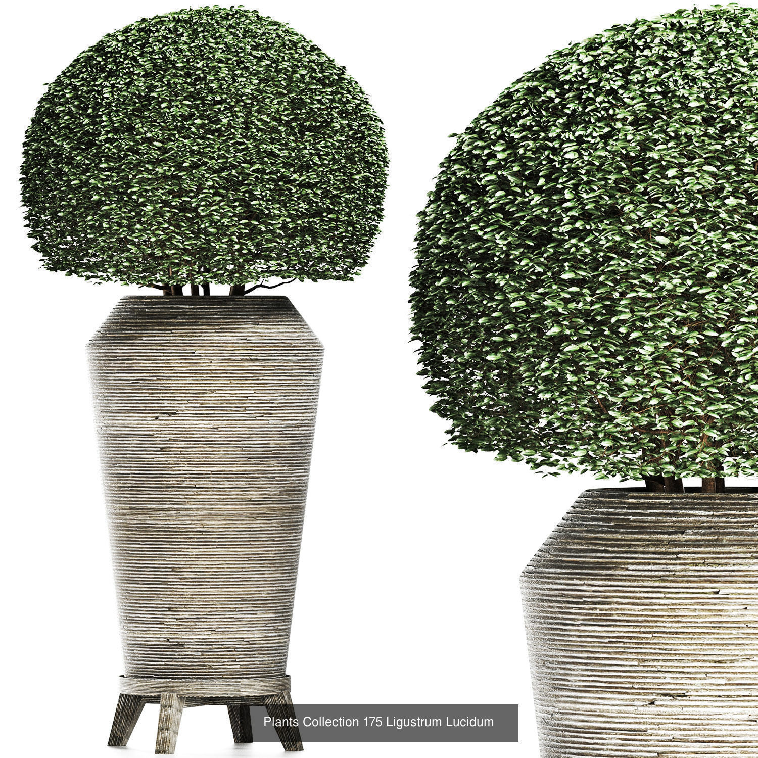 Big Plants Collection 06 _60