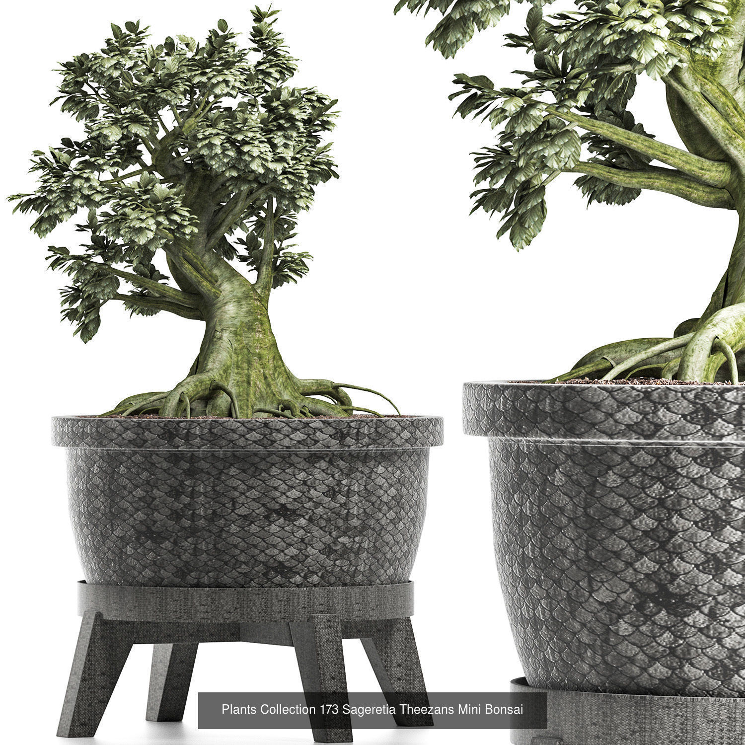 Big Plants Collection 06 _58