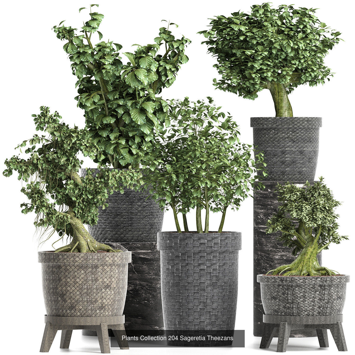 Big Plants Collection 06 _90