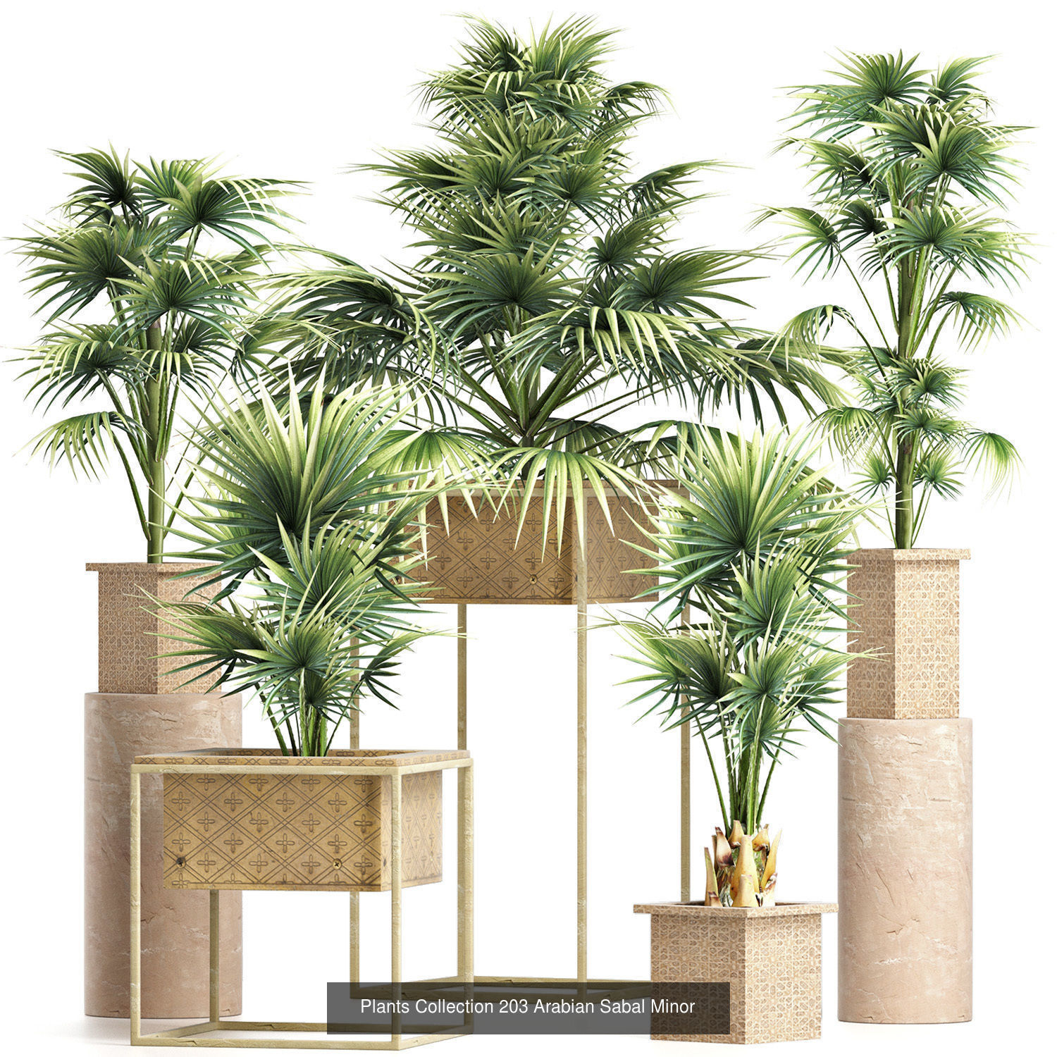 Big Plants Collection 06 _89