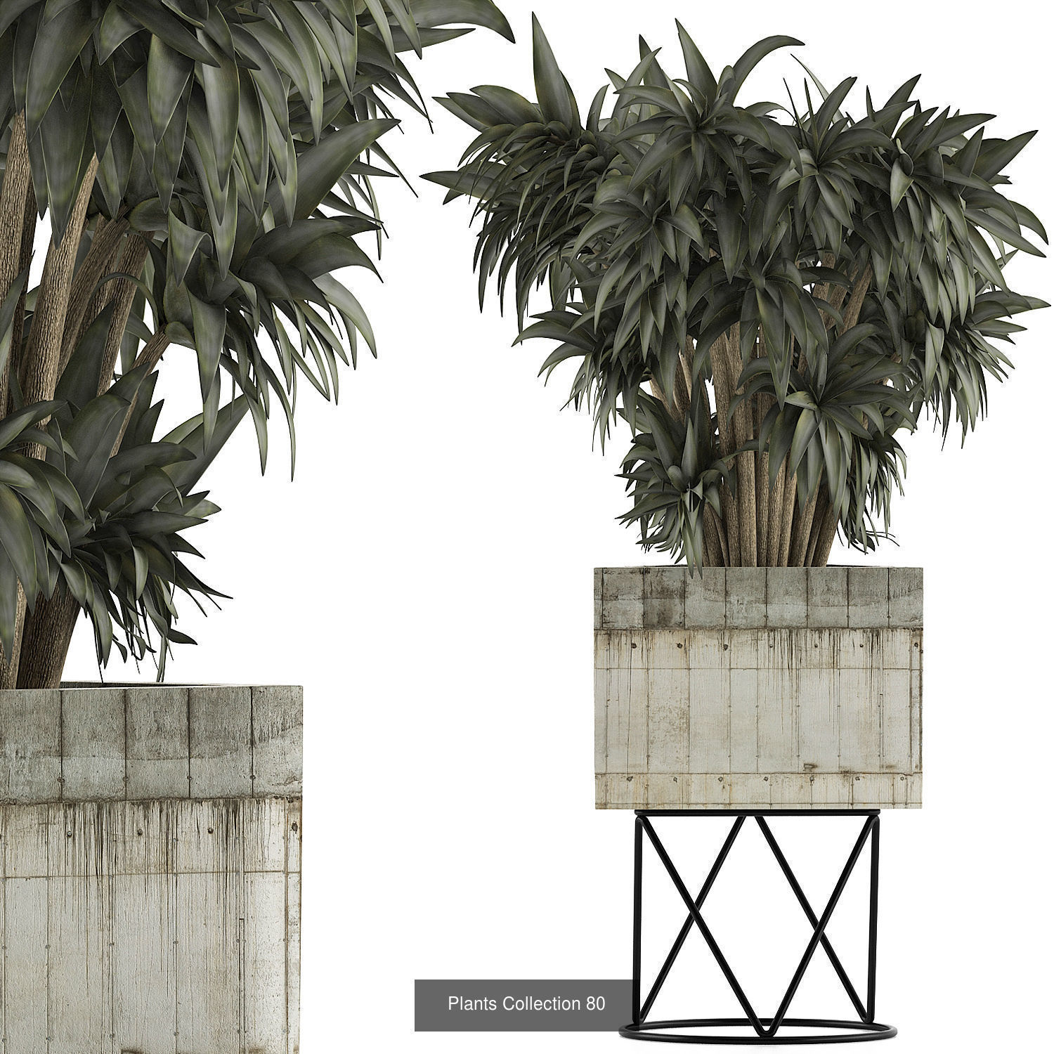 Big Plants Collection 06 _46