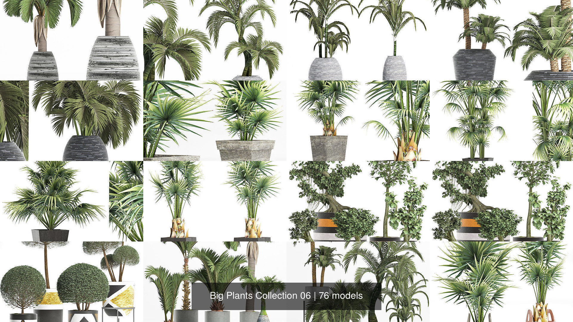 Big Plants Collection 06 _7