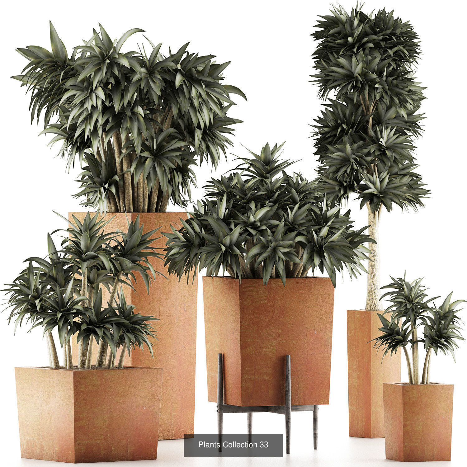 Big Plants Collection 06 _31