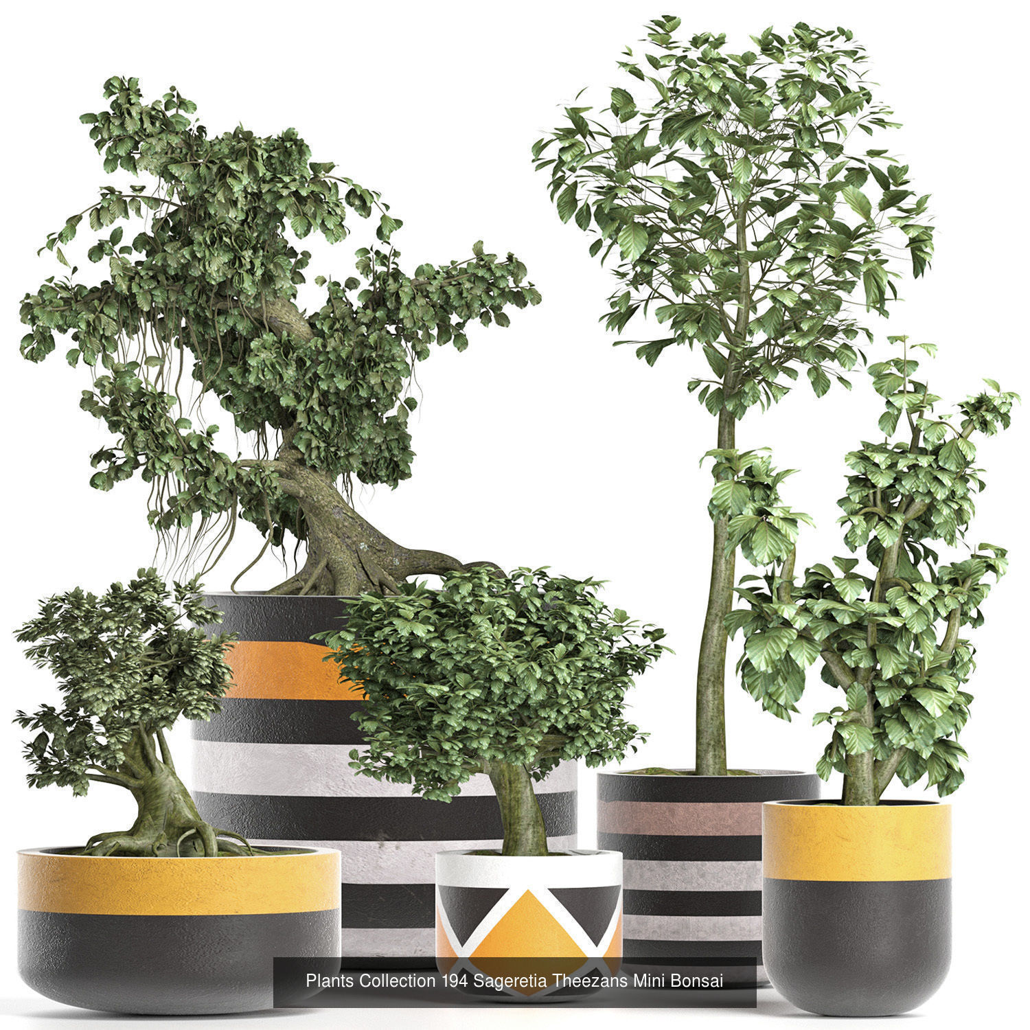 Big Plants Collection 06 _79