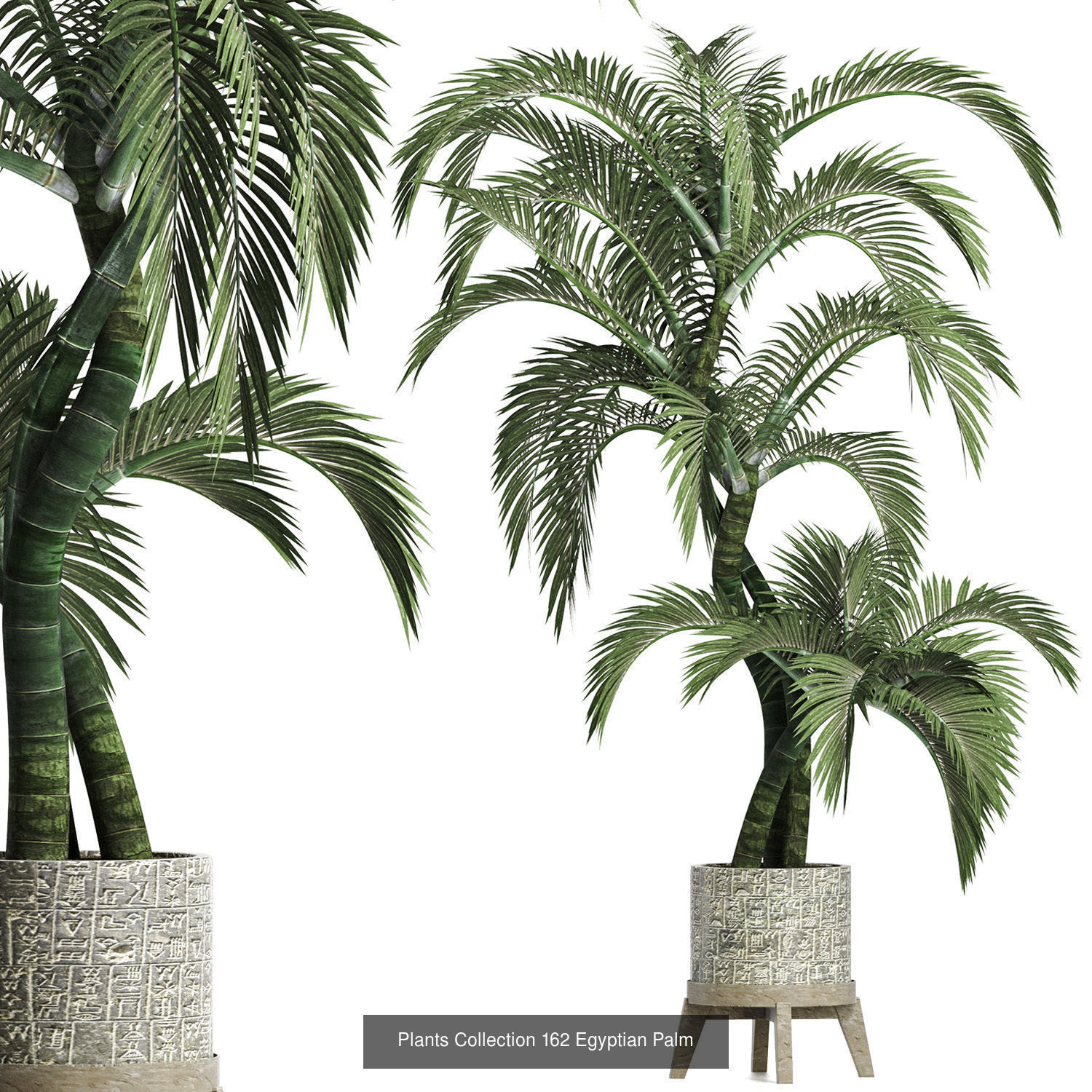 Big Plants Collection 06 _52