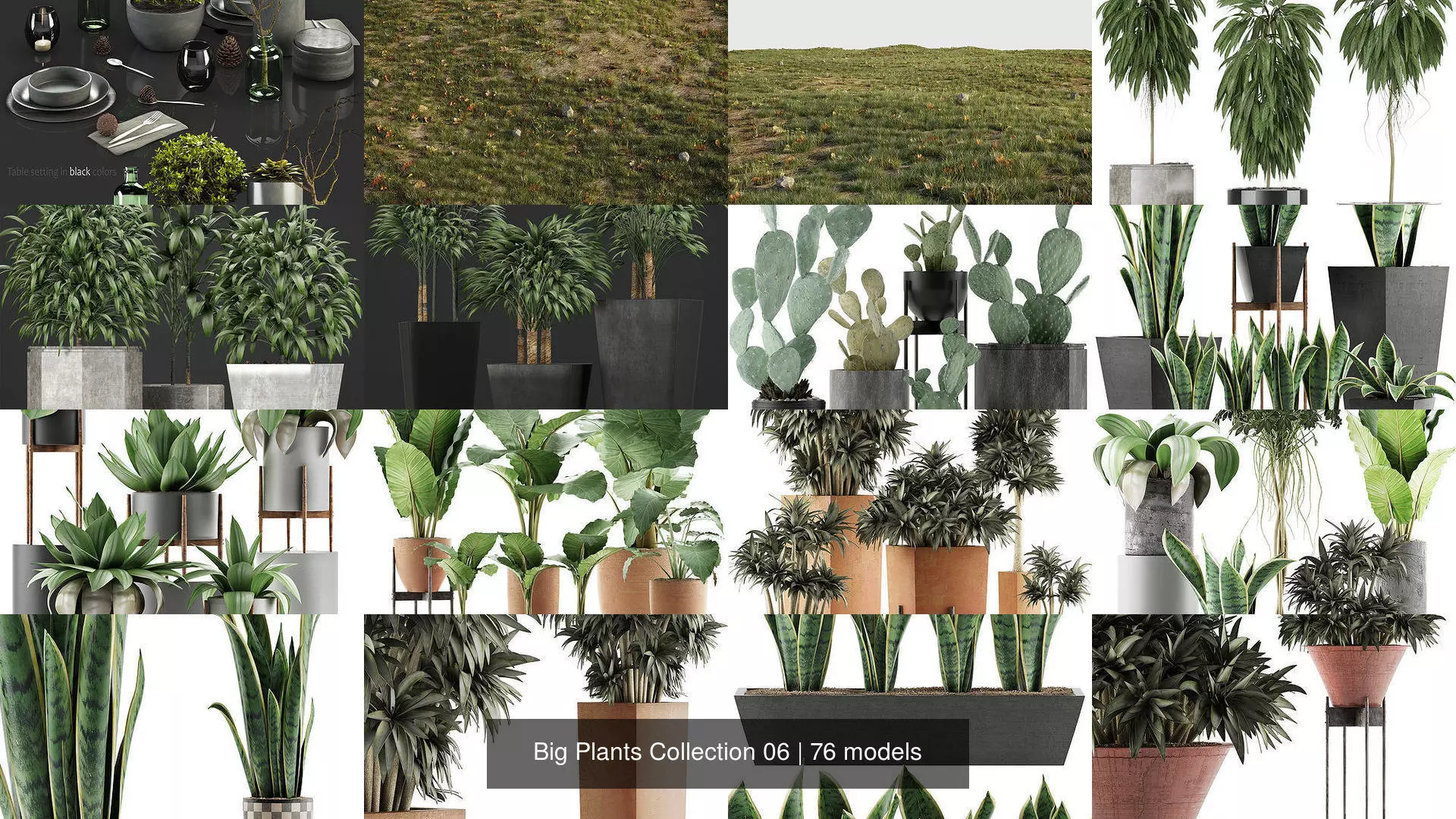 Big Plants Collection 06 _1