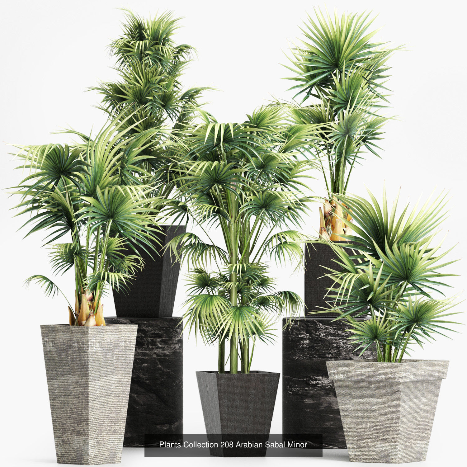 Big Plants Collection 06 _95