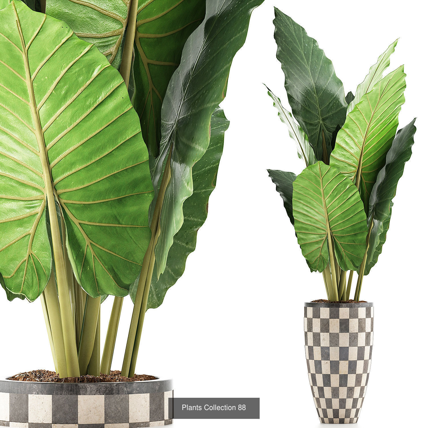 Big Plants Collection 06 _47