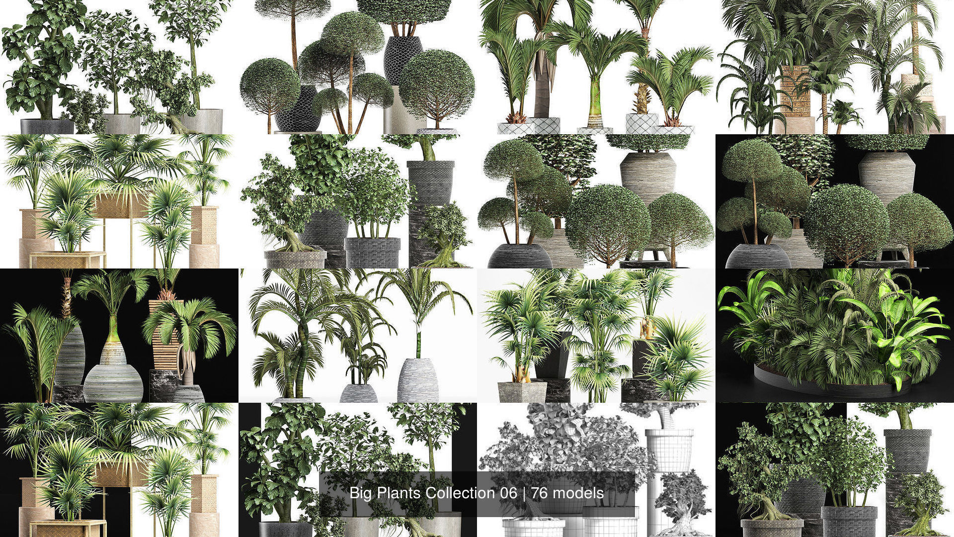 Big Plants Collection 06 _18