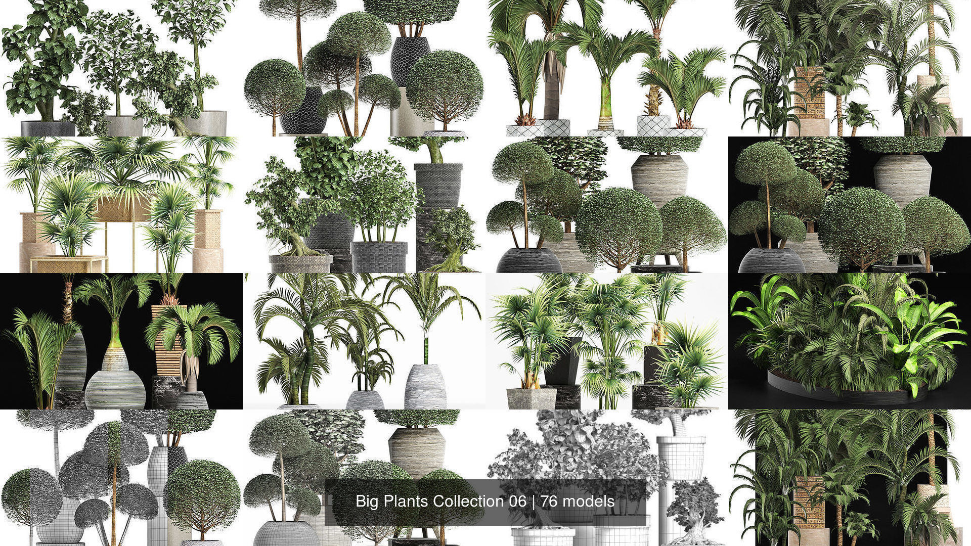 Big Plants Collection 06 _14