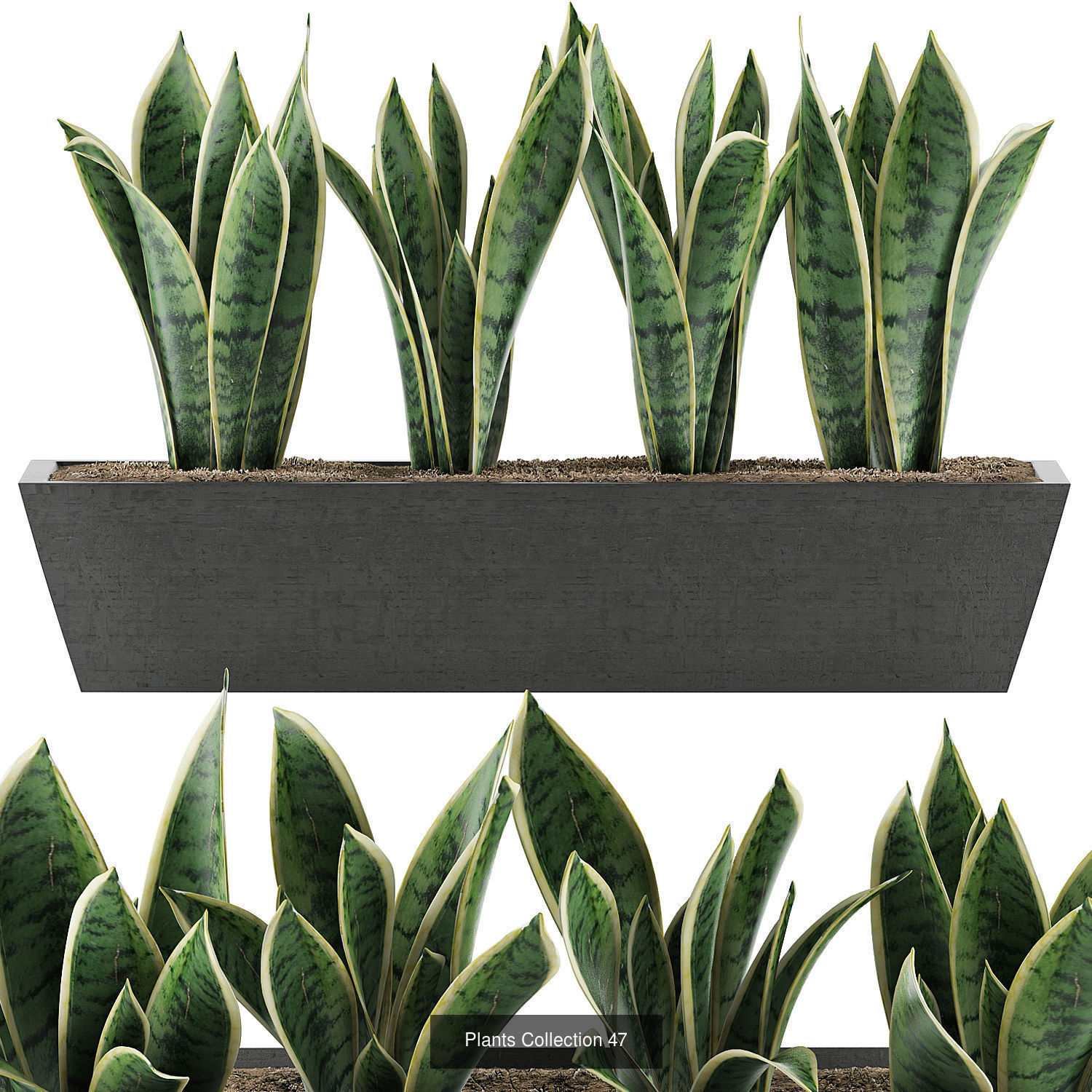 Big Plants Collection 06 _35