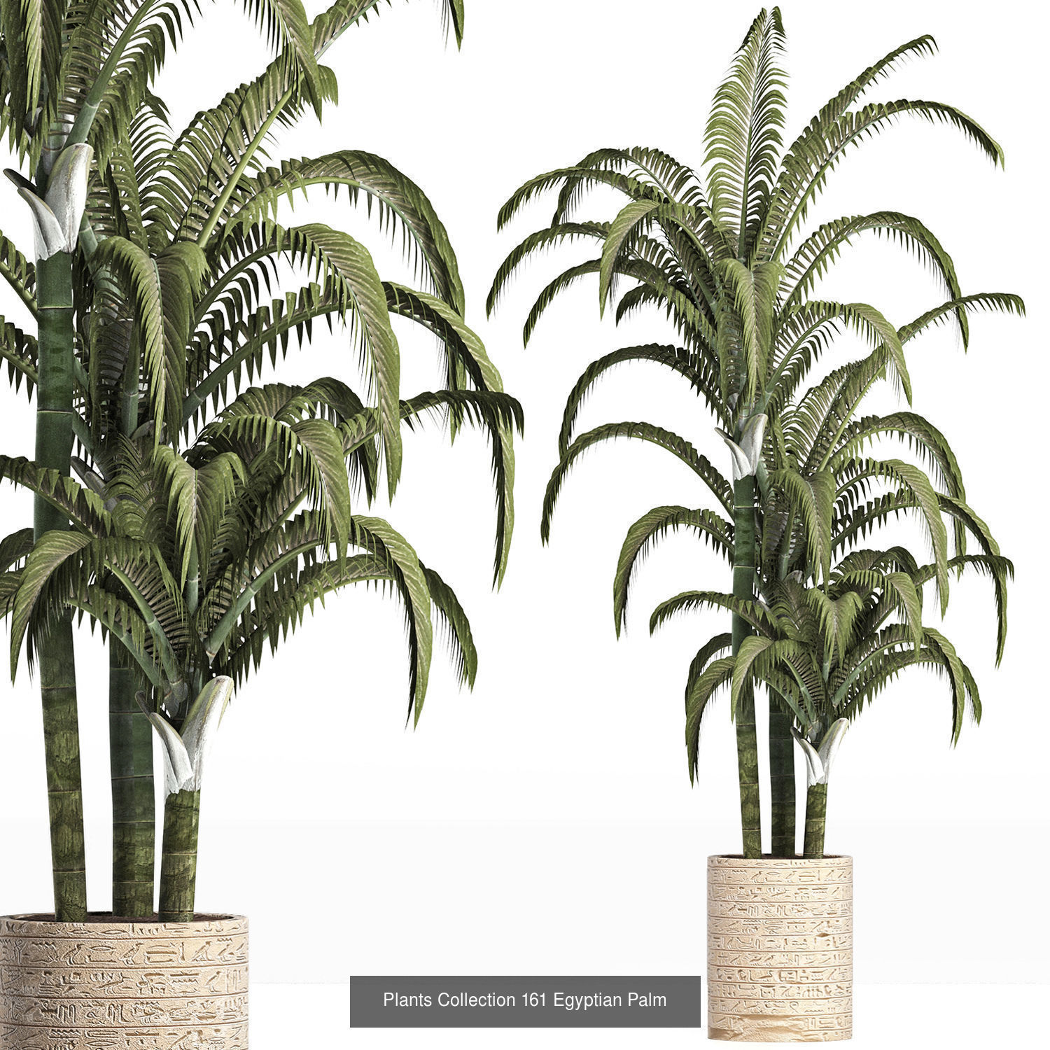 Big Plants Collection 06 _51