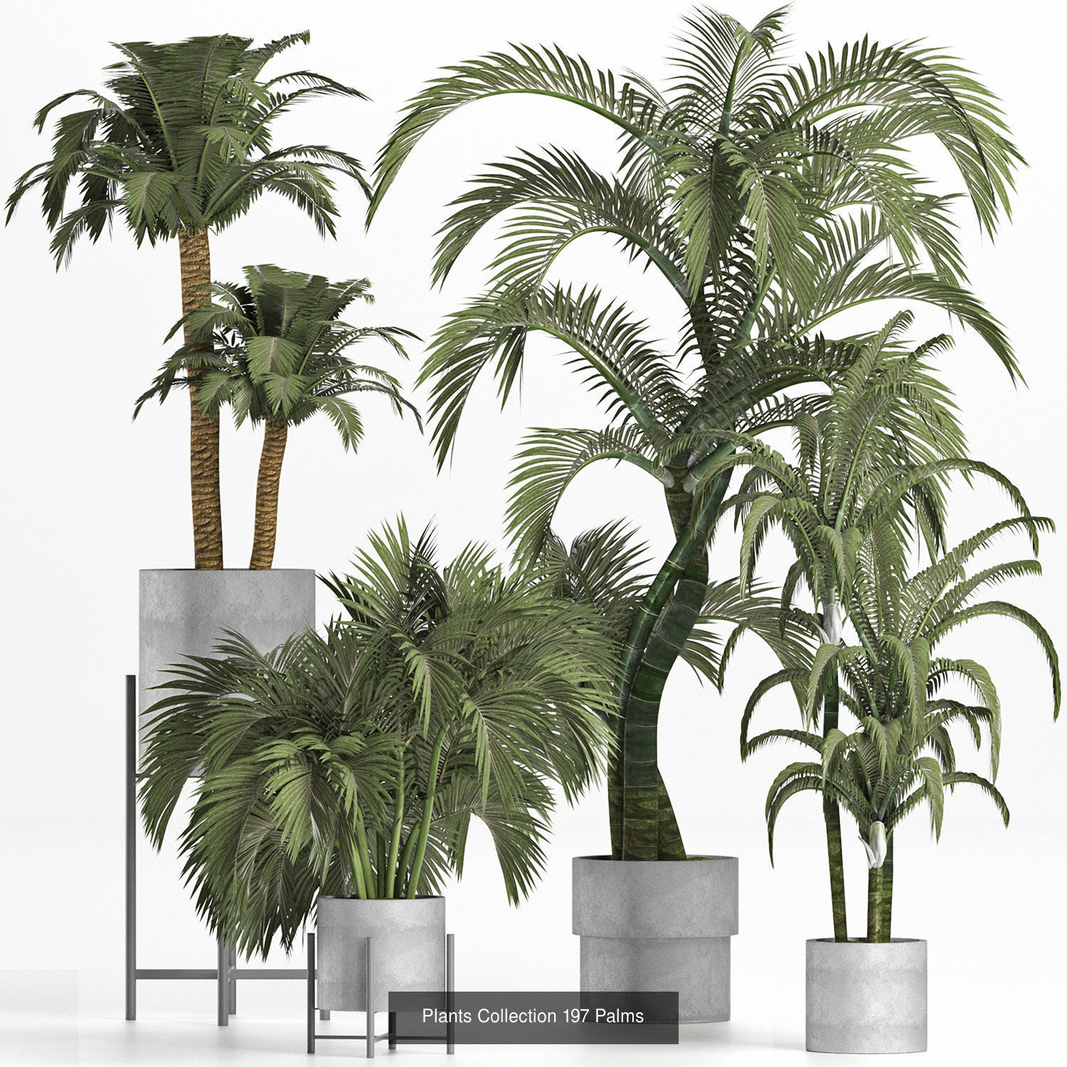 Big Plants Collection 06 _83