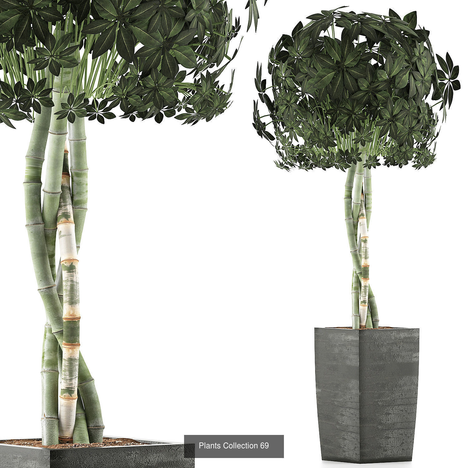 Big Plants Collection 06 _43