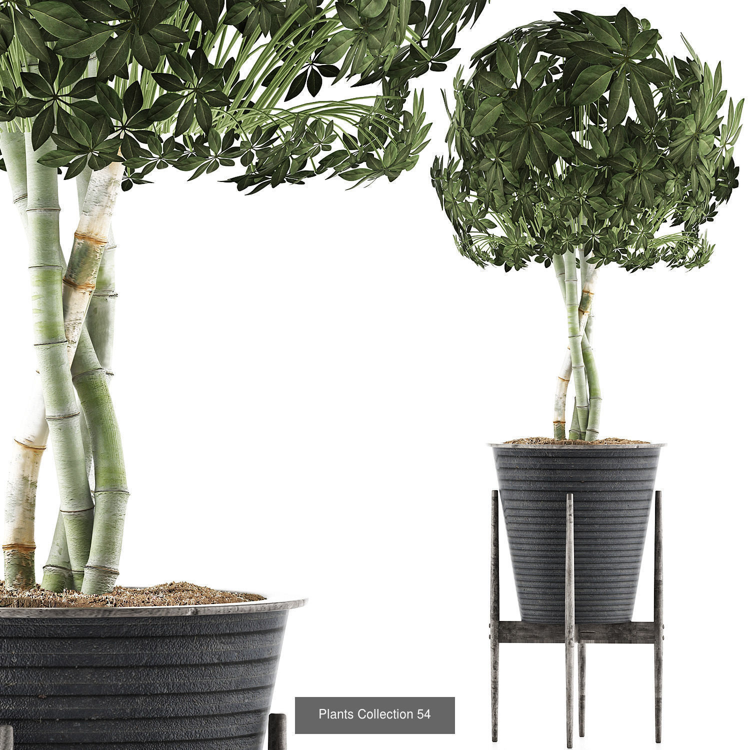 Big Plants Collection 06 _39