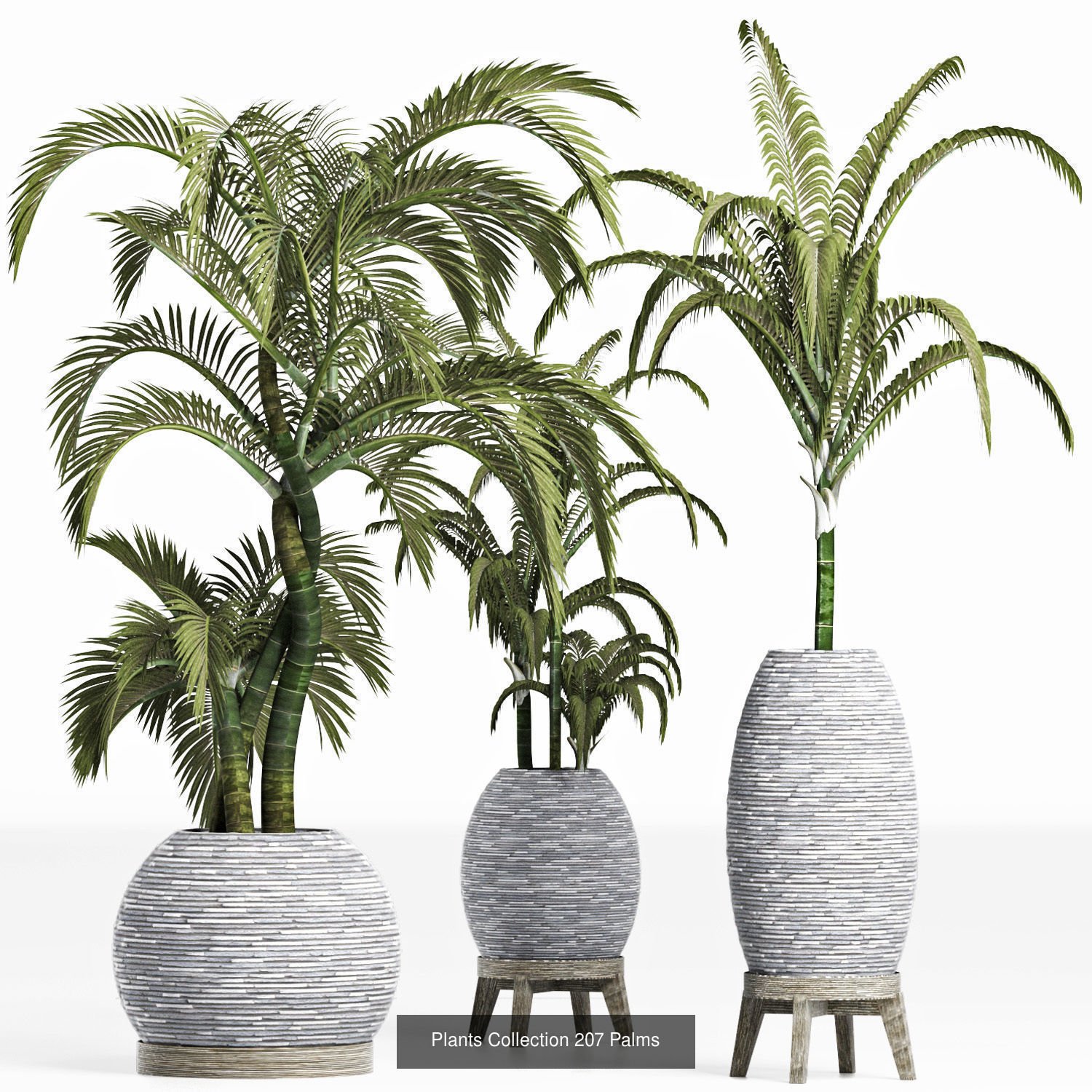 Big Plants Collection 06 _94