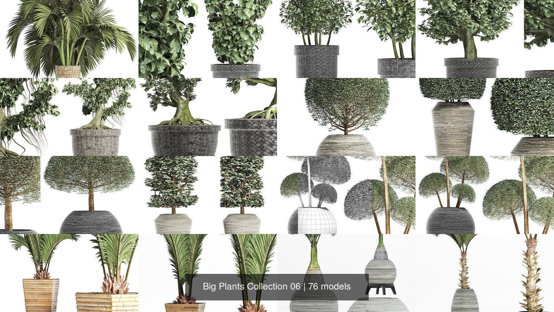 Big Plants Collection 06 _13