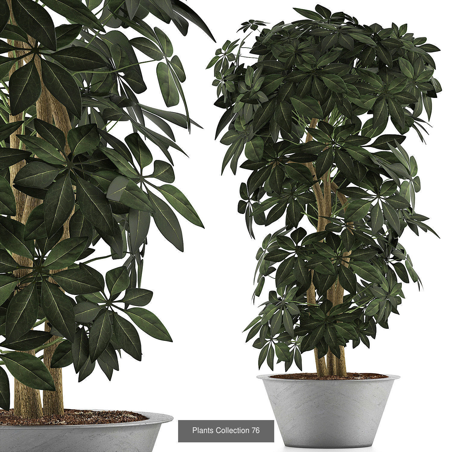 Big Plants Collection 06 _45