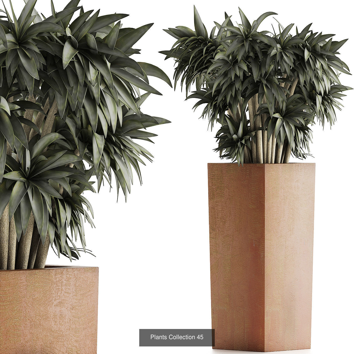 Big Plants Collection 06 _34