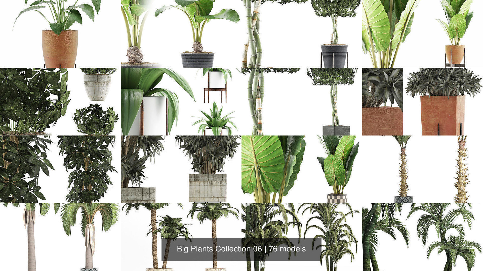 Big Plants Collection 06 _3