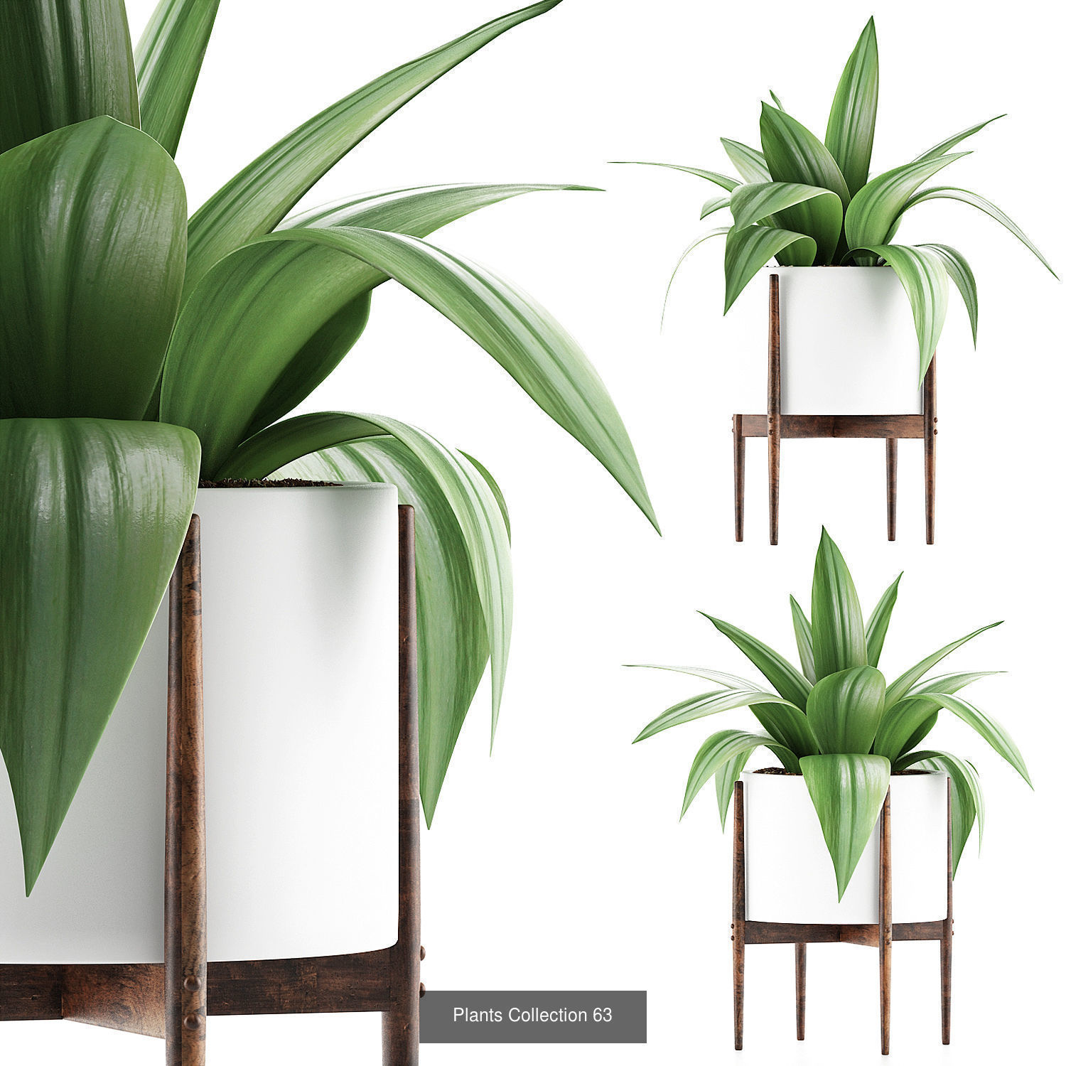 Big Plants Collection 06 _42