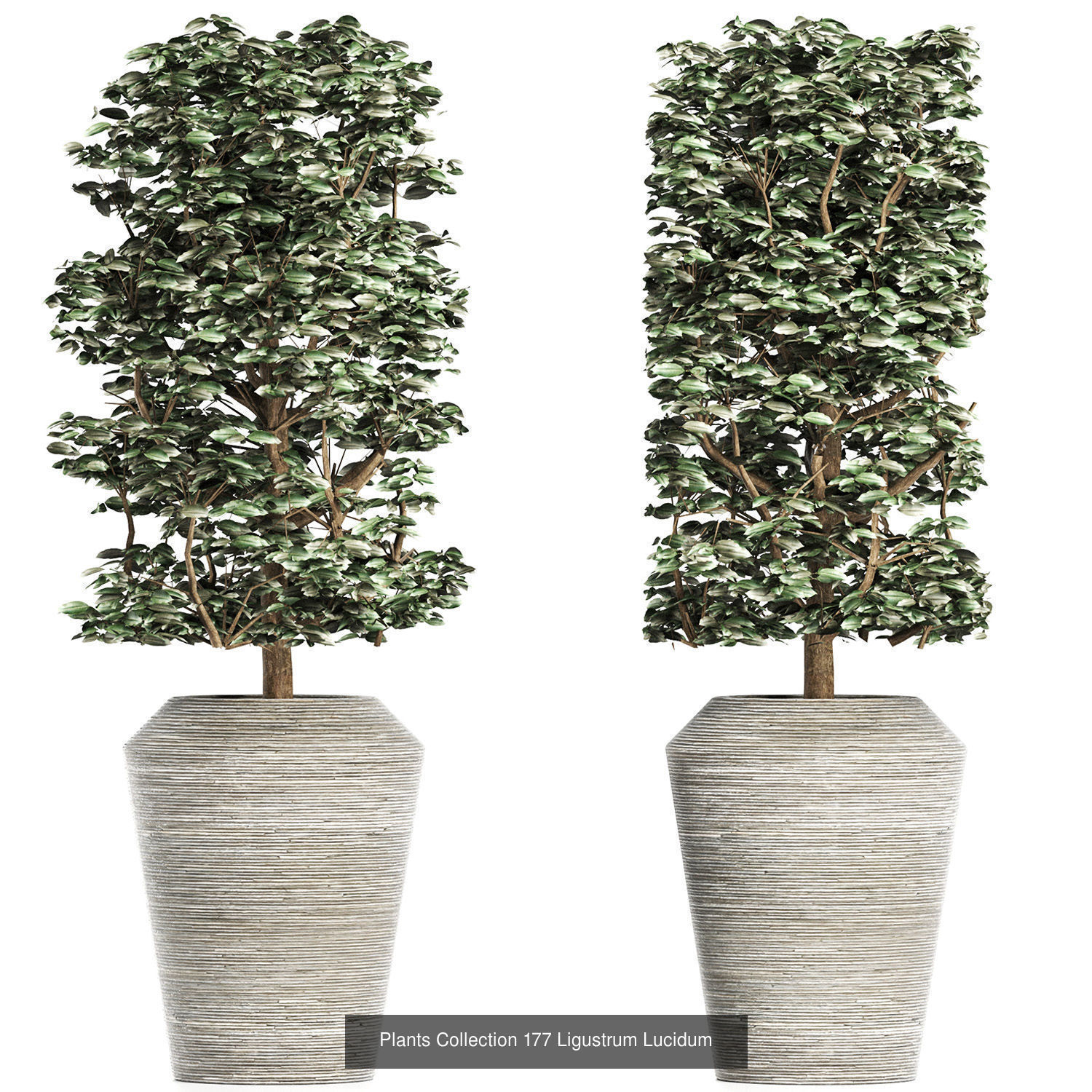 Big Plants Collection 06 _62