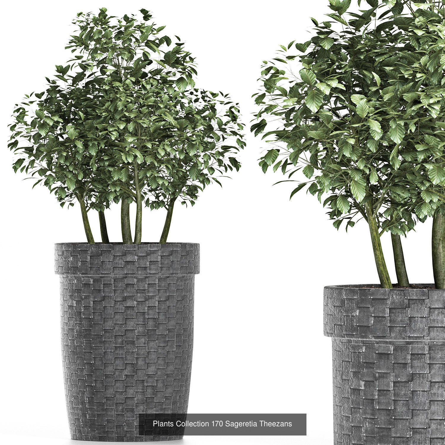 Big Plants Collection 06 _55