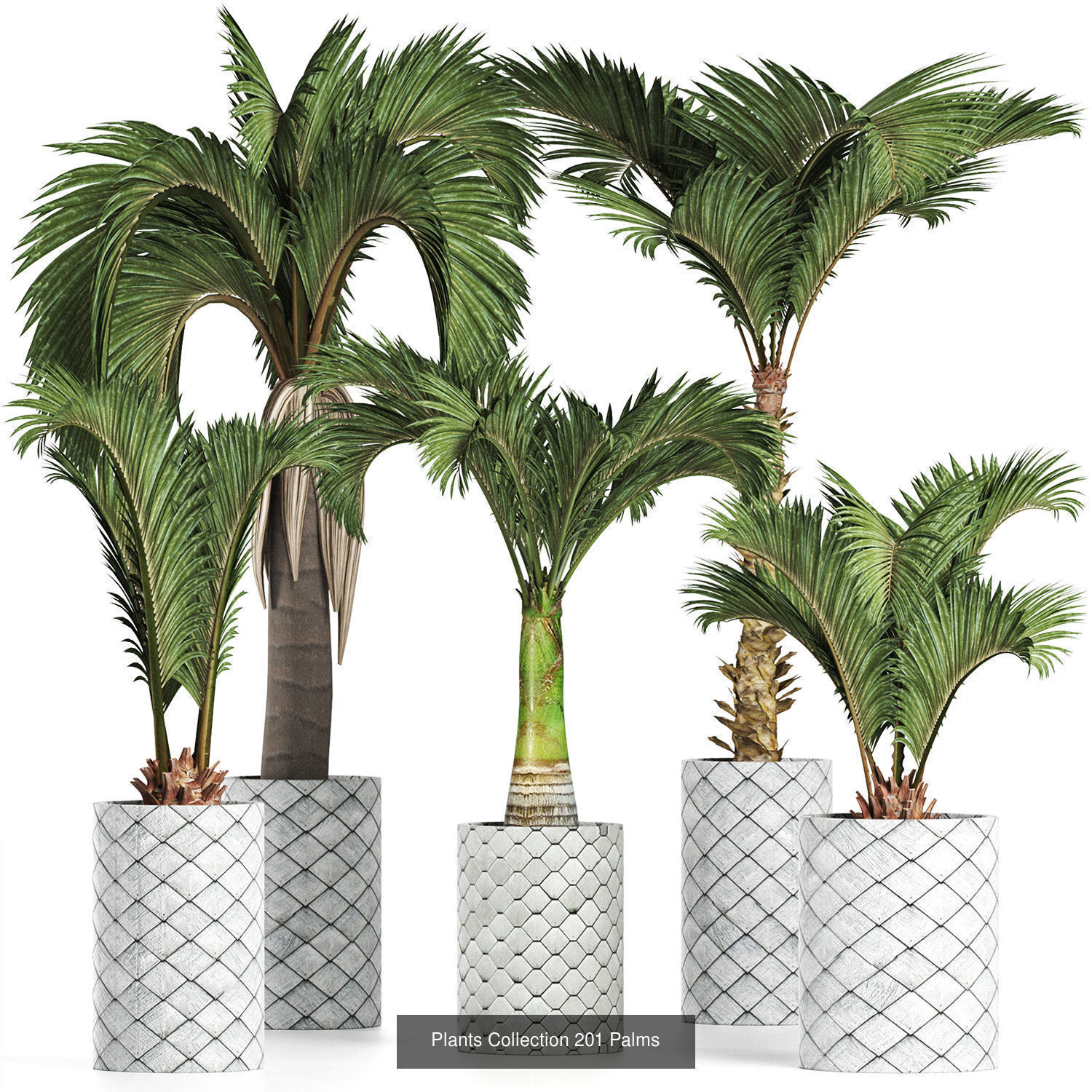 Big Plants Collection 06 _87