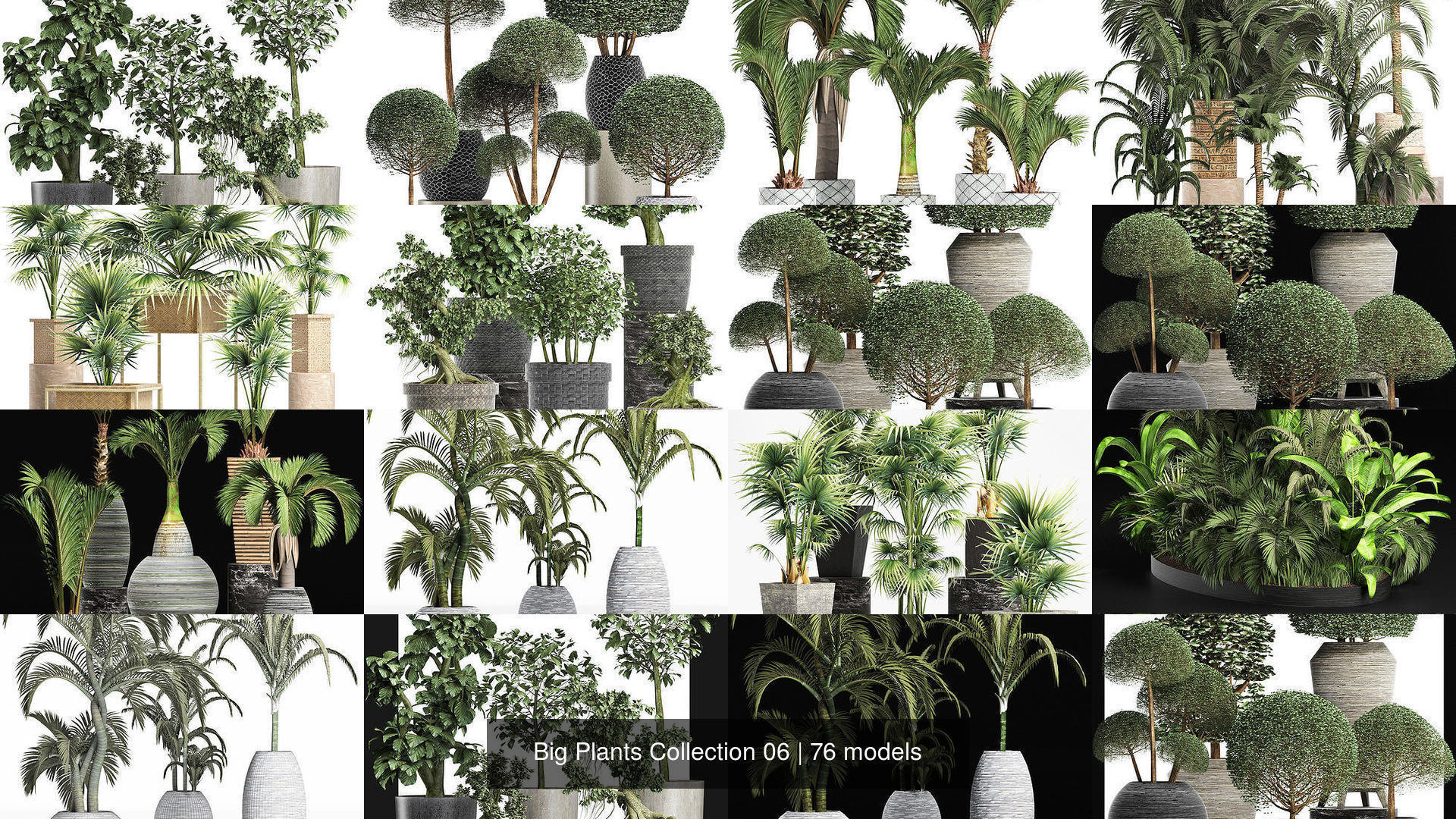 Big Plants Collection 06 _9