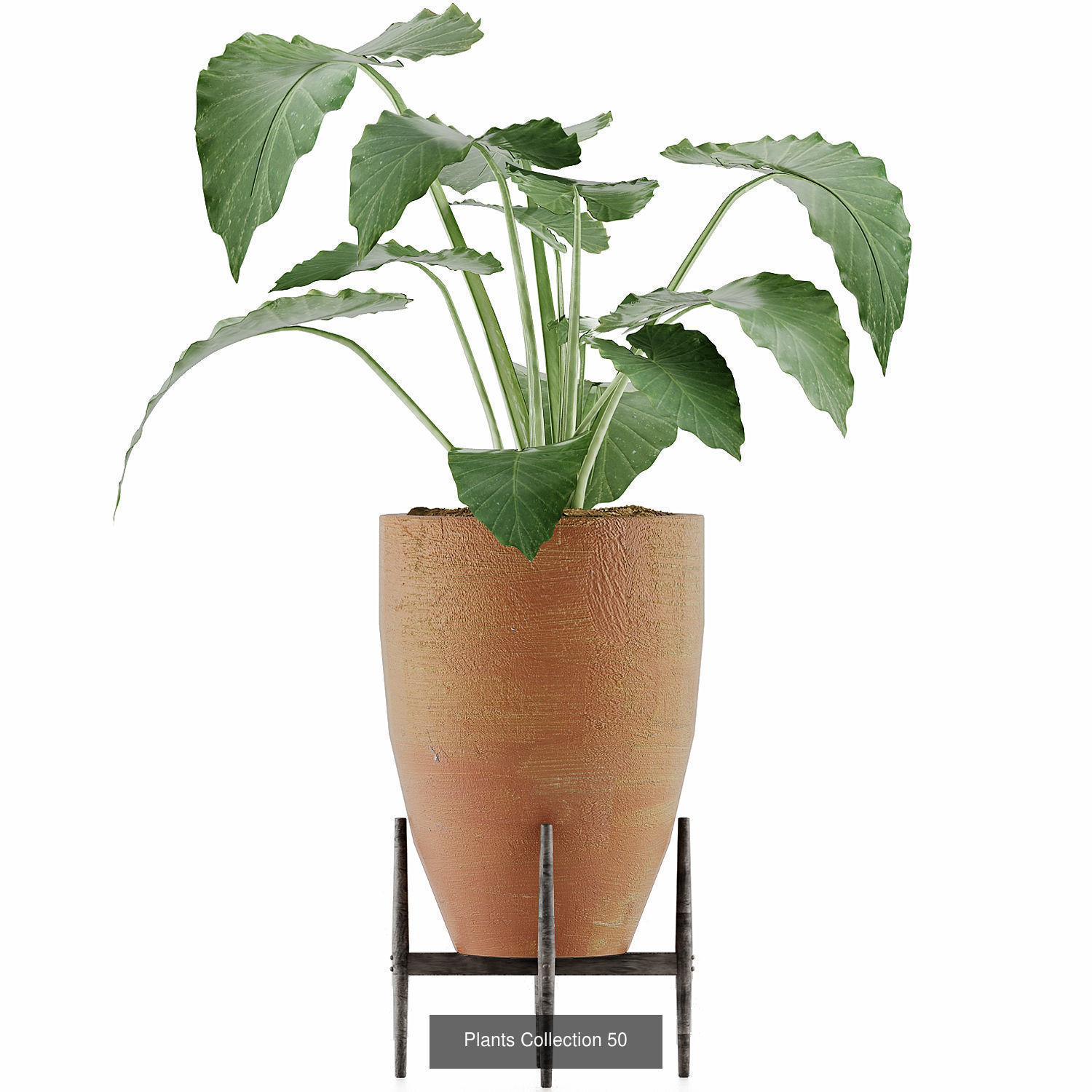 Big Plants Collection 06 _37