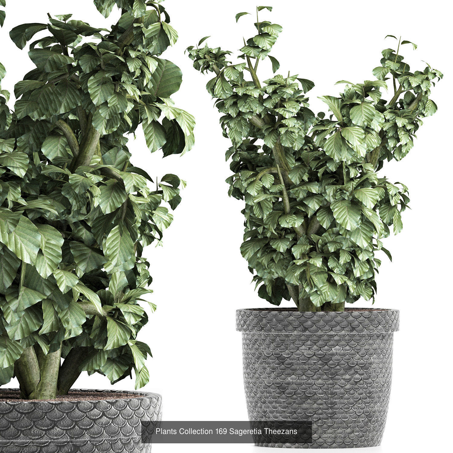 Big Plants Collection 06 _54