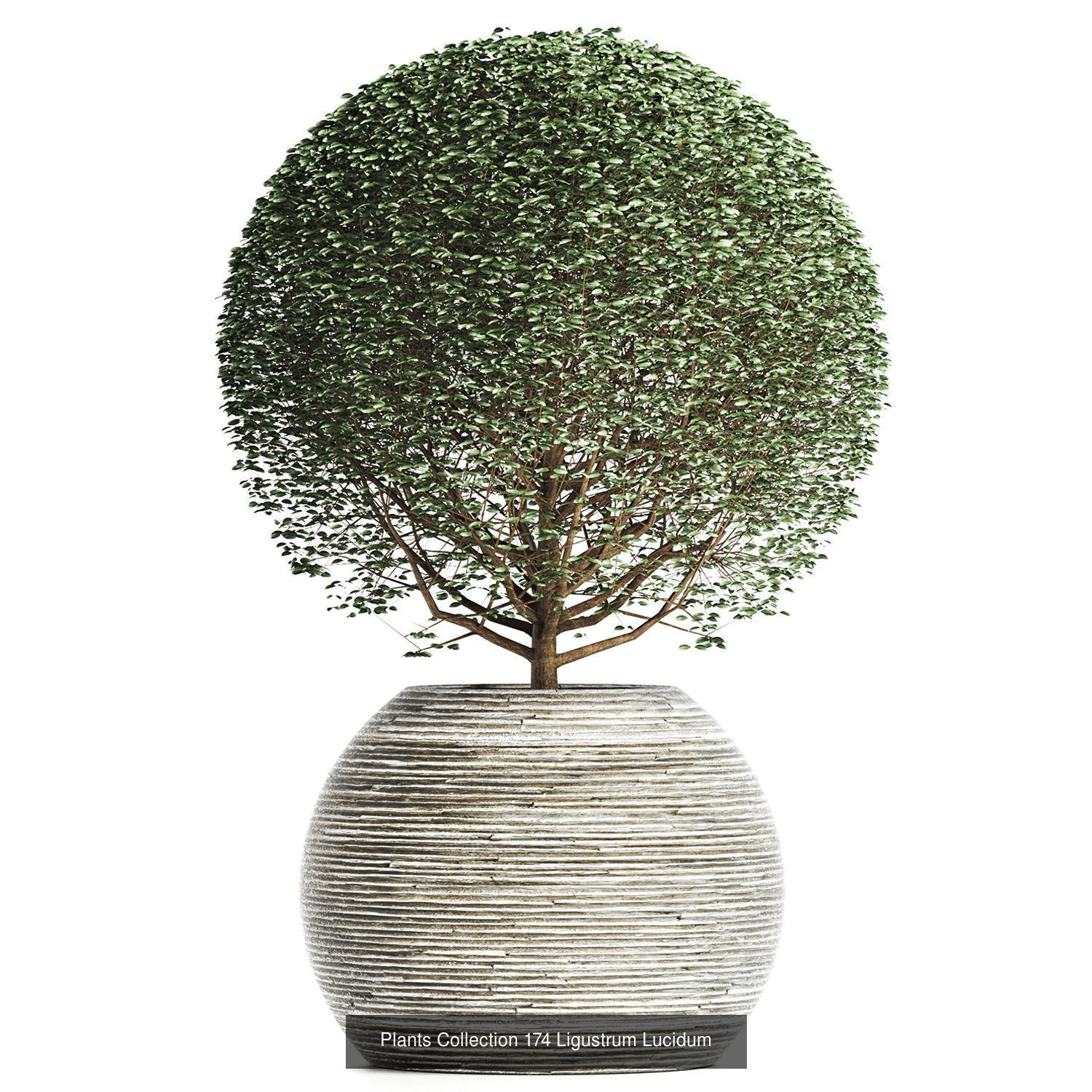 Big Plants Collection 06 _59